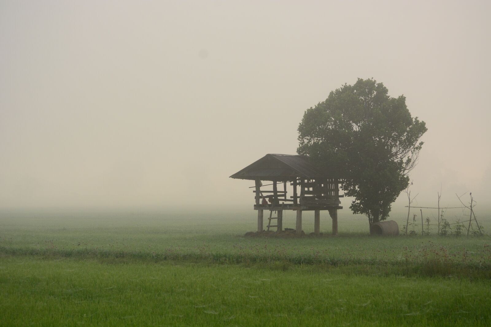 Nikon D7100 sample photo. Morning mist, field, nature photography