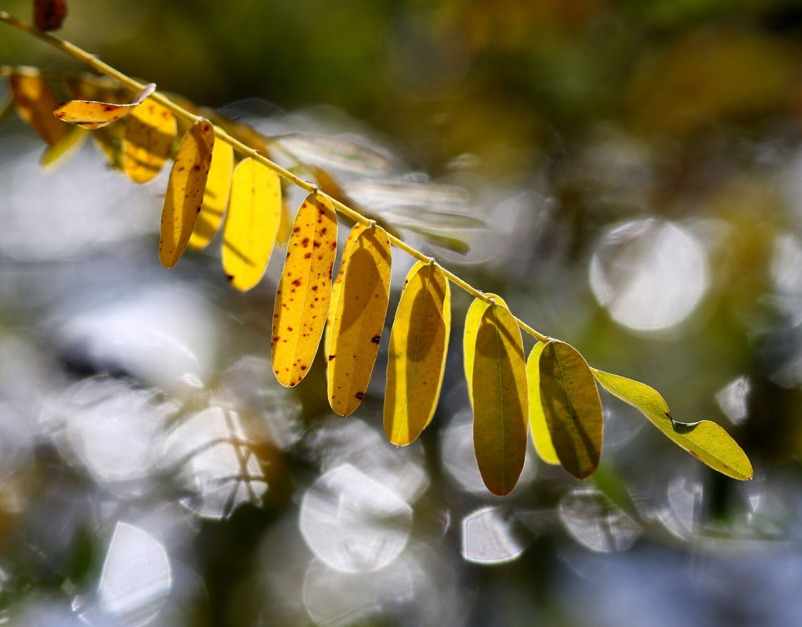 Canon EF-S 60mm F2.8 Macro USM sample photo. Leaves, yellow, autumn photography