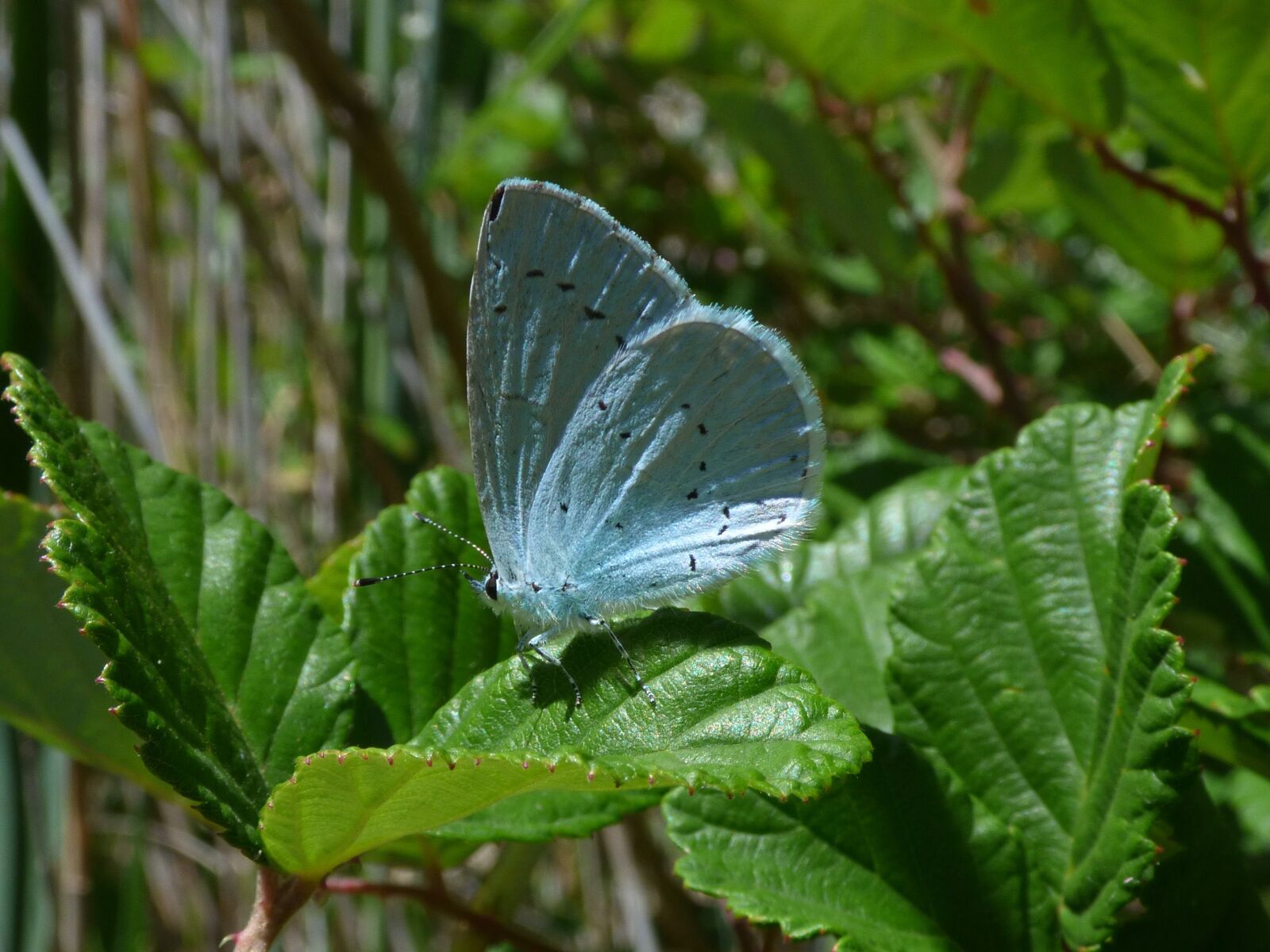 Panasonic Lumix DMC-FZ70 sample photo. Blue butterfly, celastrina argiolus photography