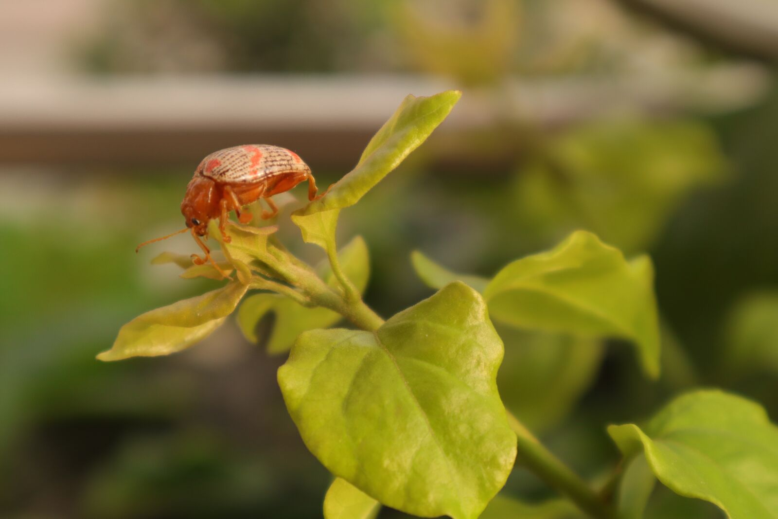 Canon EOS M50 (EOS Kiss M) sample photo. The leaves, tree, beetles photography