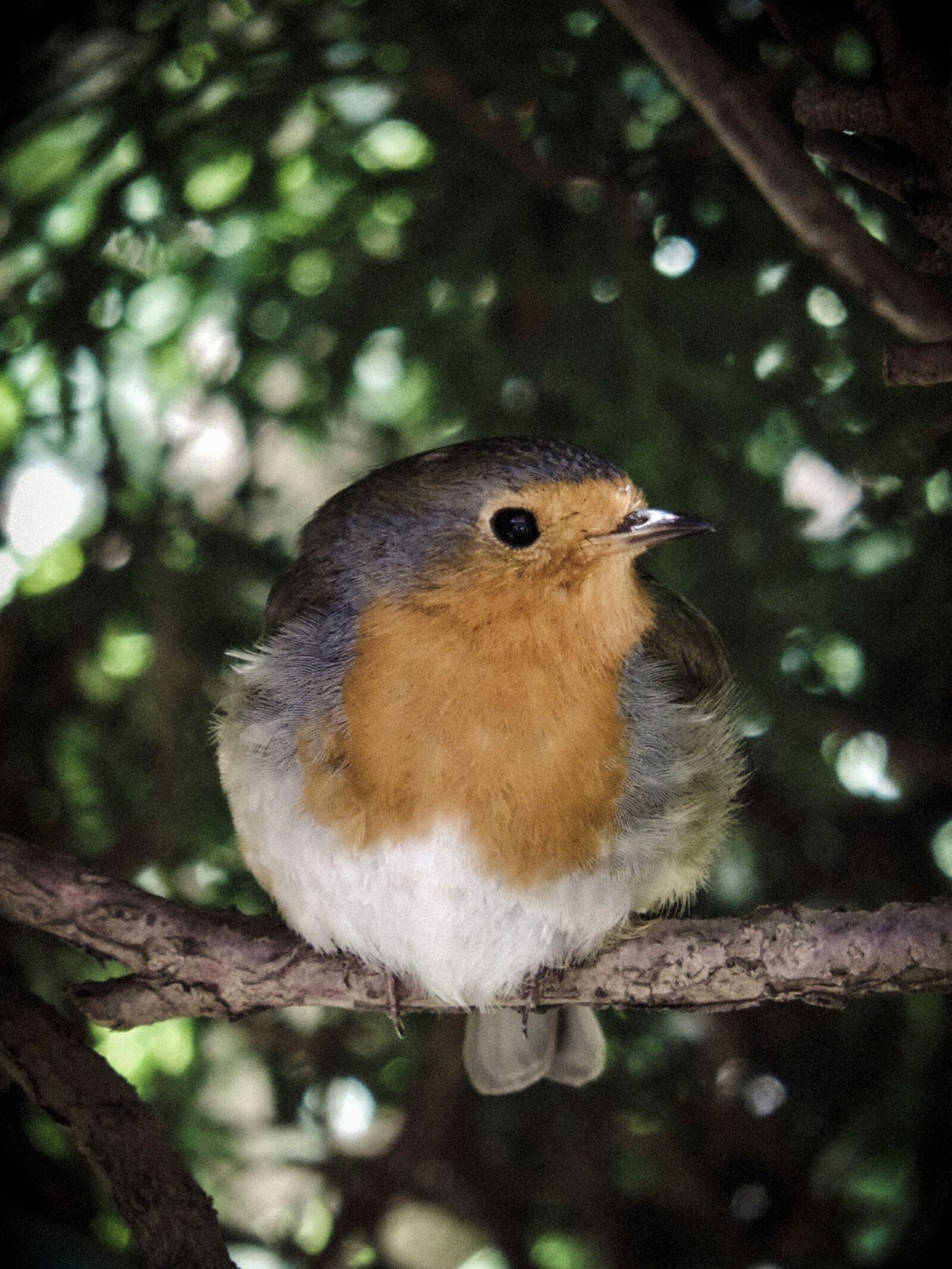 Nikon Coolpix P520 sample photo. Robin, bird, beak photography