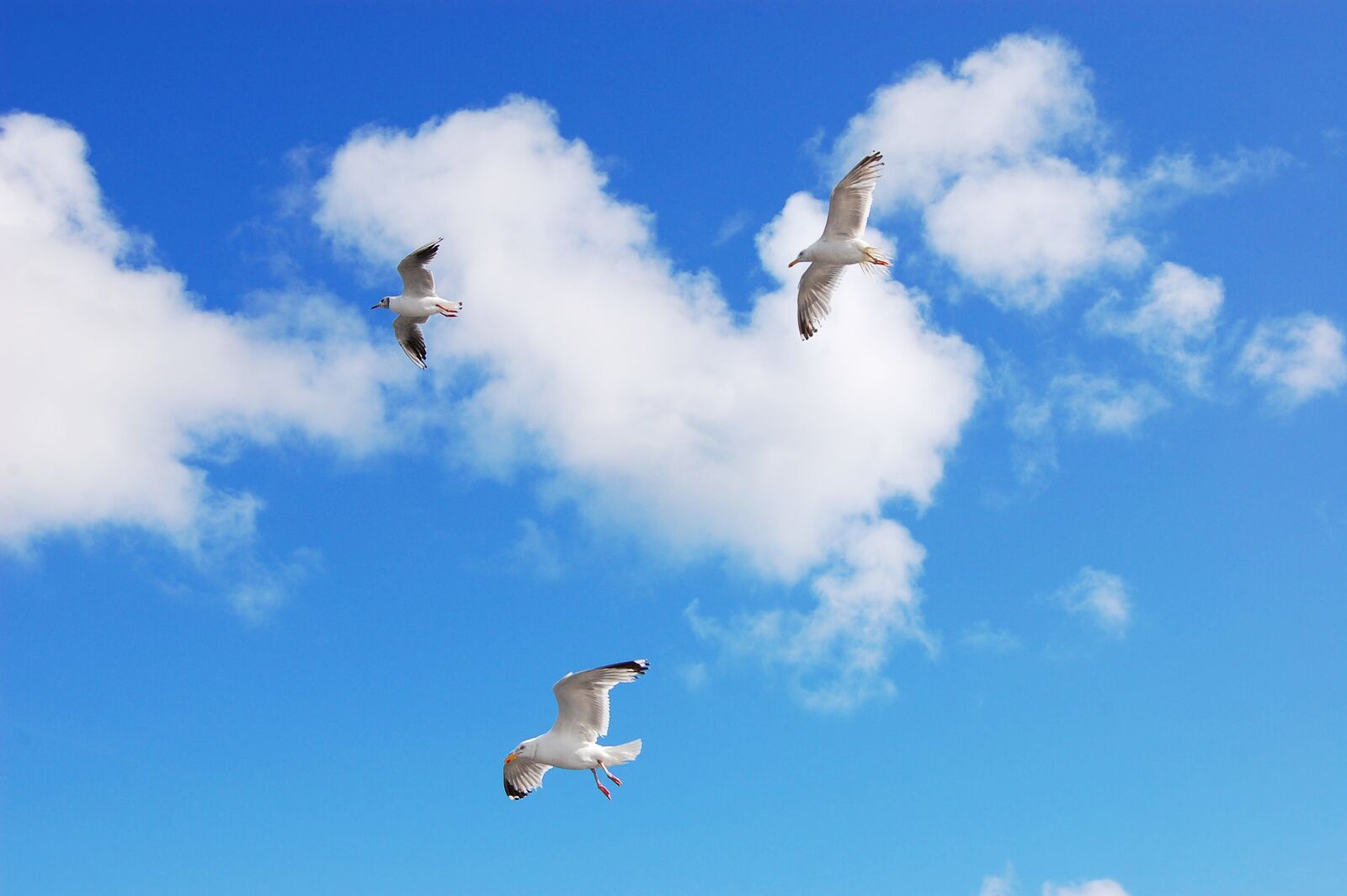 Nikon D40 sample photo. Gulls, sea, sky photography