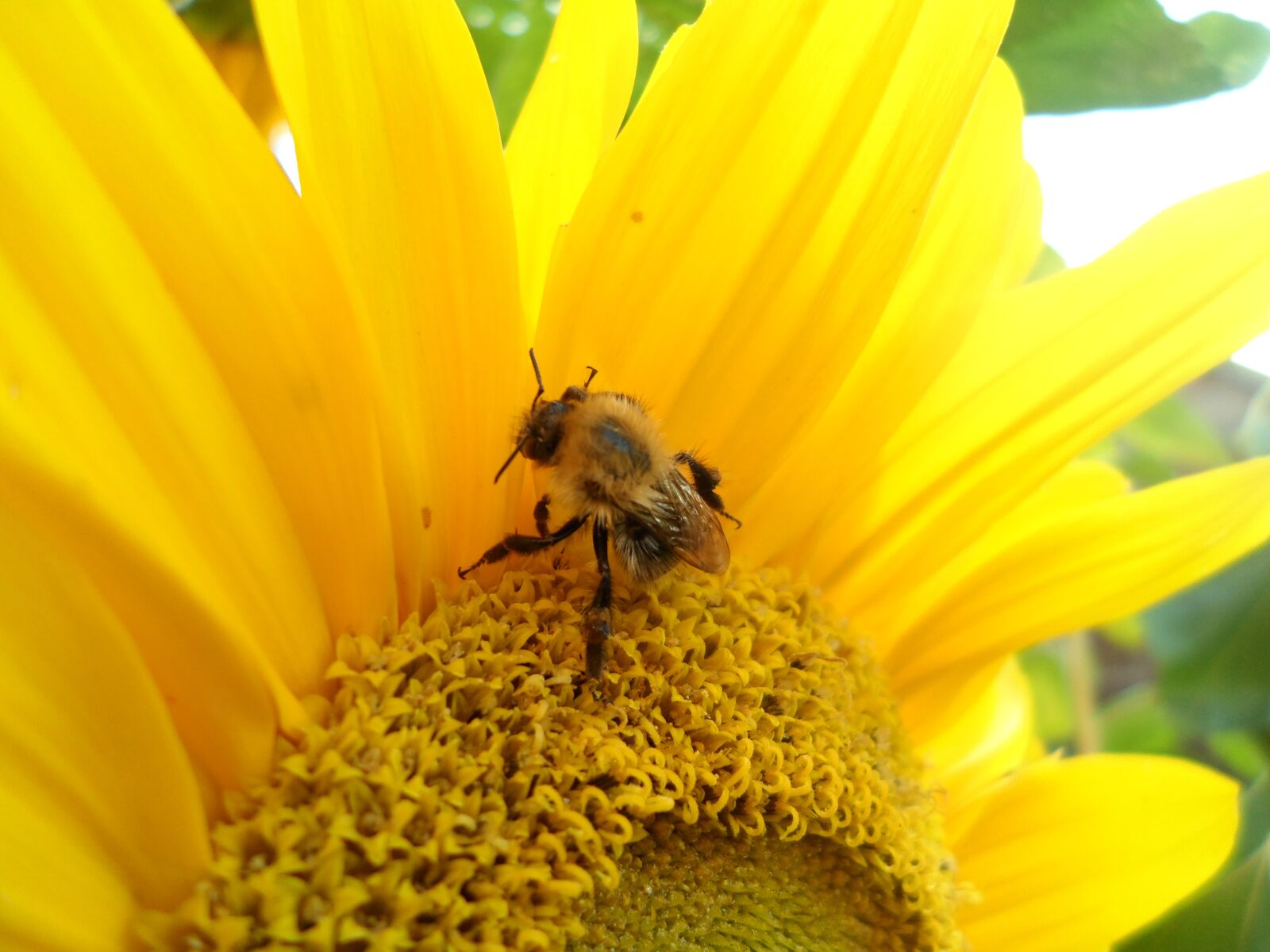 Samsung DV300 / DV300F / DV305F sample photo. Sunflower, bee, honey photography