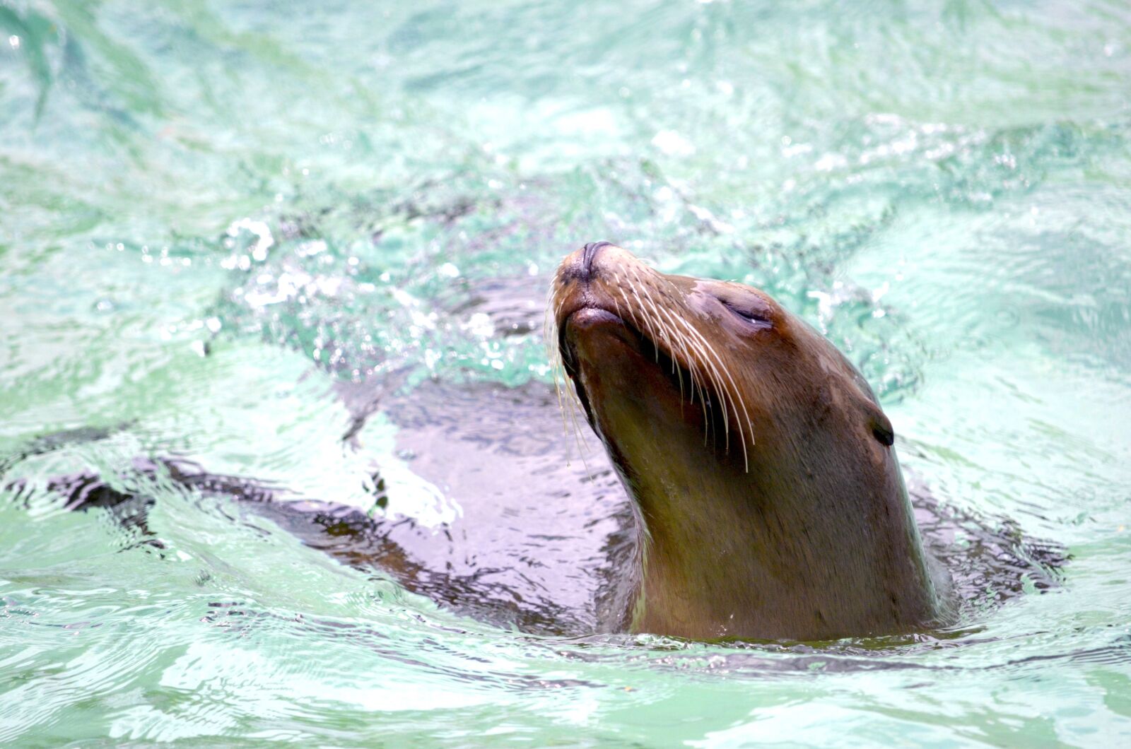 Nikon D5100 sample photo. Sea lion, water, swim photography