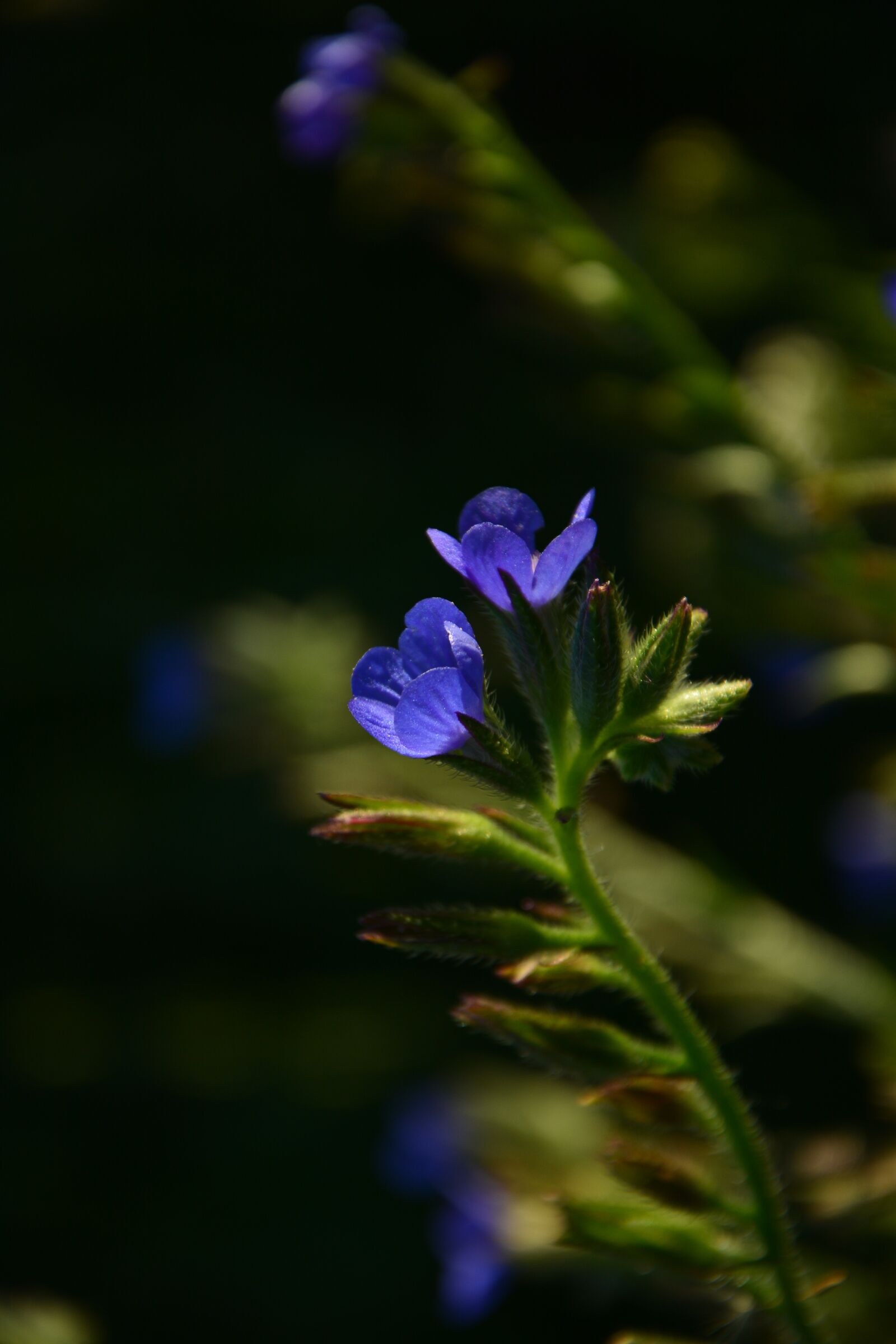 Nikon D7100 sample photo. Purple flowers, decorative, flower photography