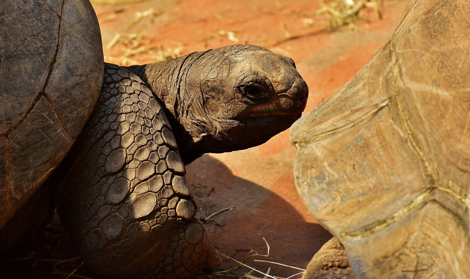 Nikon D7200 sample photo. Giant tortoises, animals, panzer photography