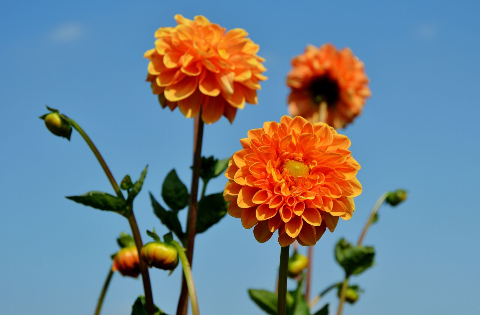 Nikon D3200 sample photo. Dahlia, dahlia flower, flower photography