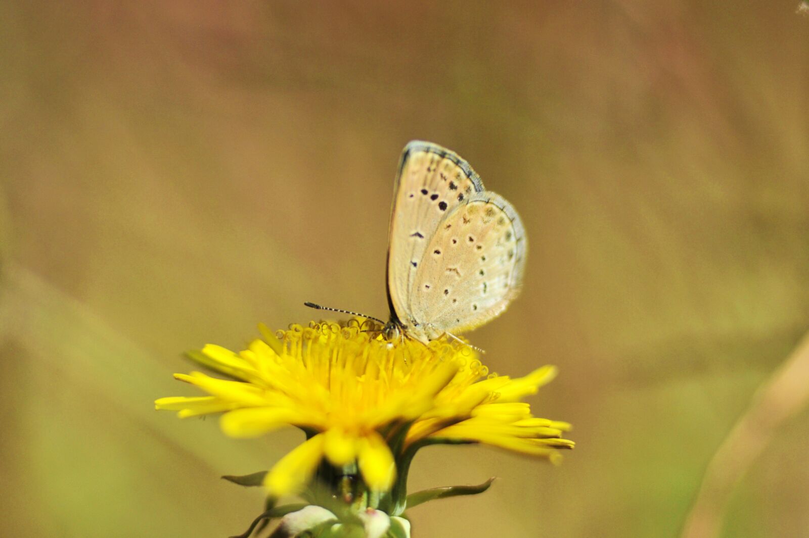 Nikon D700 sample photo. Flowers, butterfly, insects photography