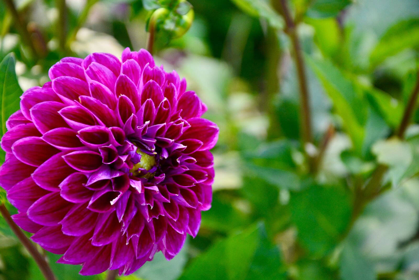 Nikon D5200 sample photo. Dahlia, flower, petals photography