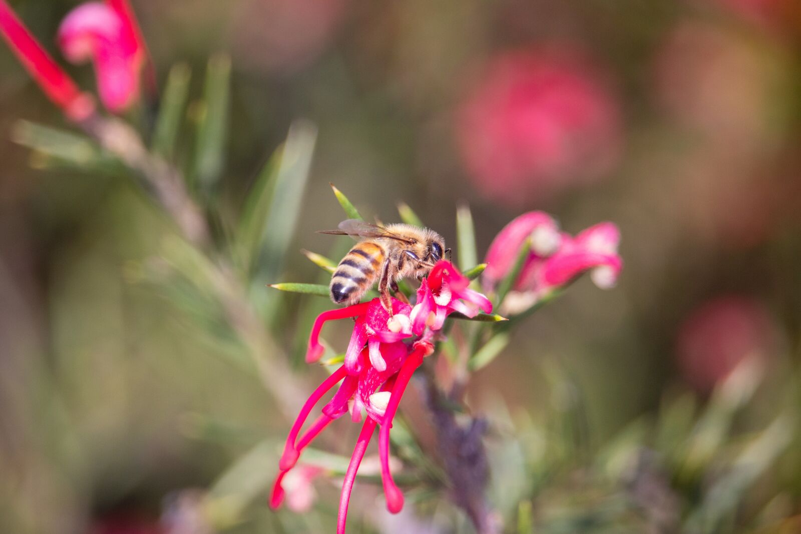 Canon EOS 200D (EOS Rebel SL2 / EOS Kiss X9) sample photo. Bee, flower, pollen photography