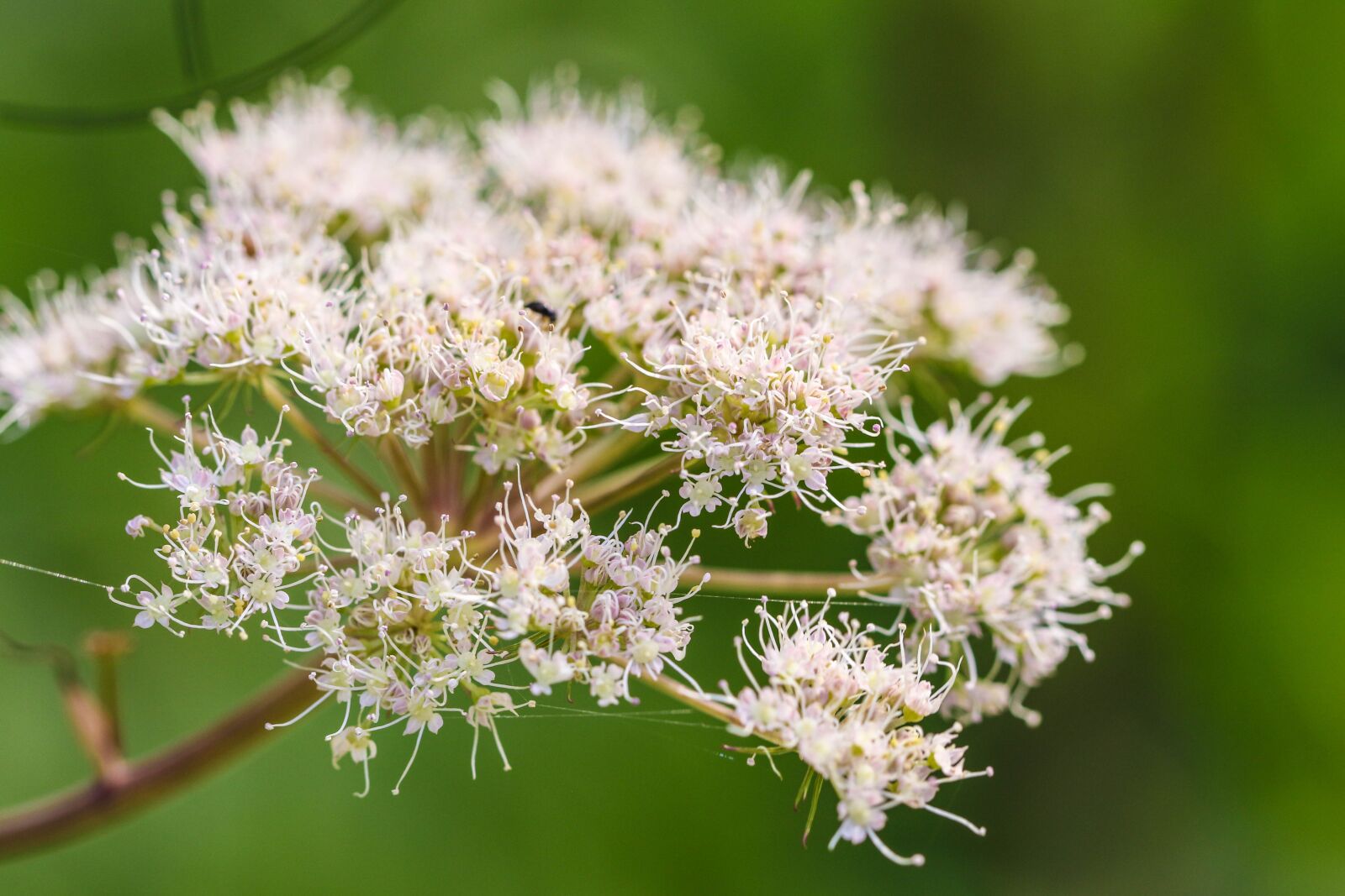 Canon EOS 7D Mark II sample photo. Wildflower, flower, nature photography