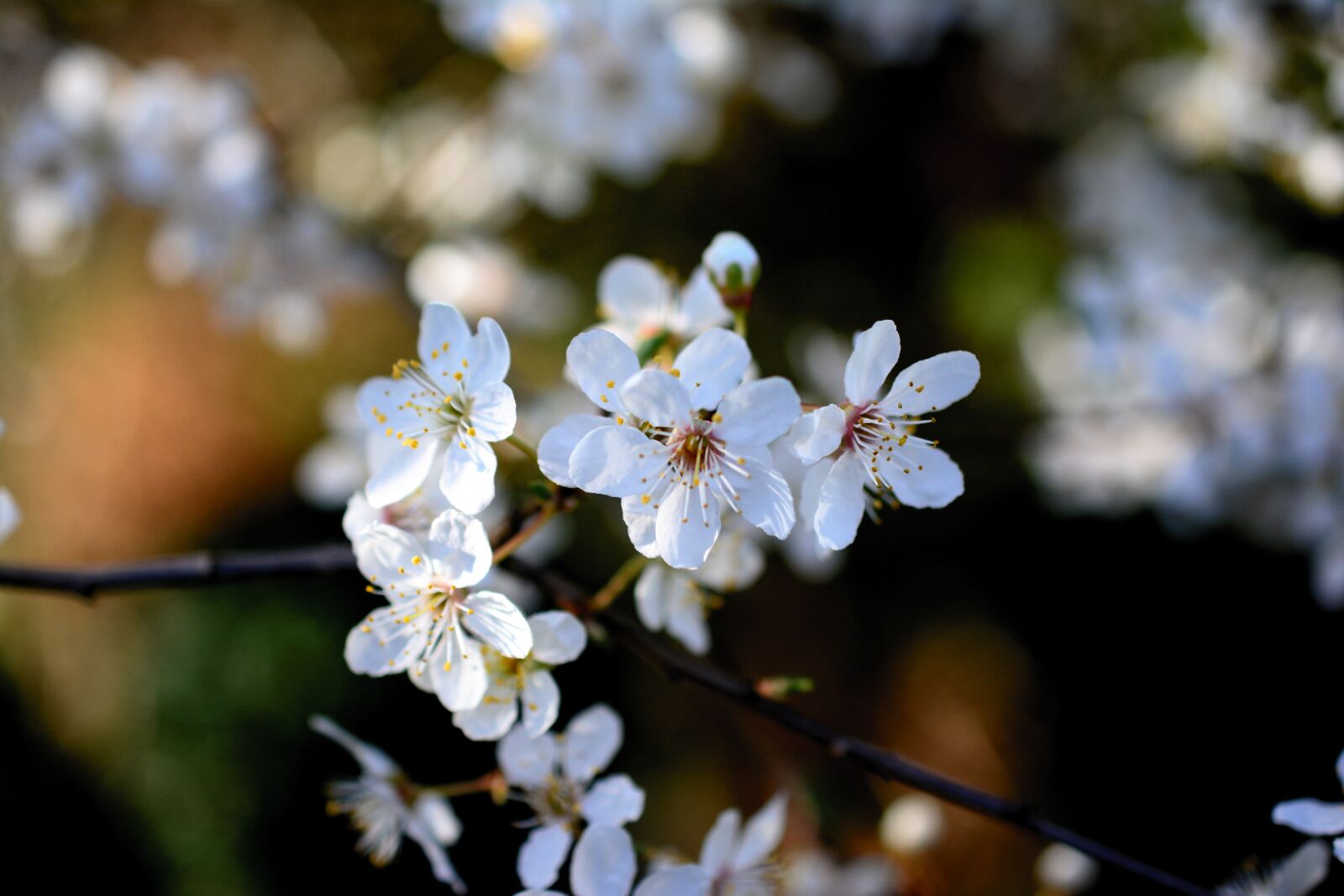 Nikon D5200 sample photo. Cherry plum, tree blossoms photography