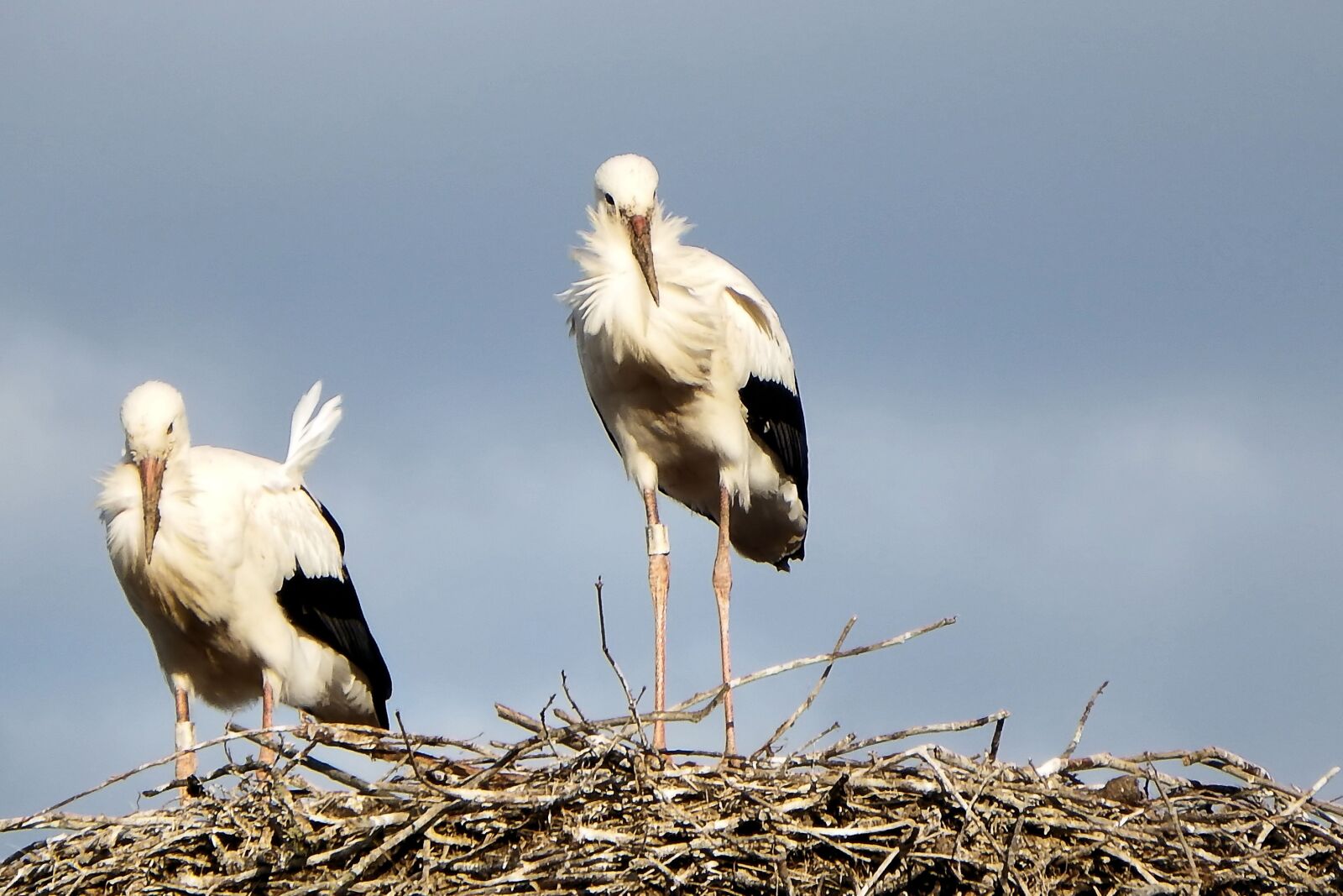 Fujifilm FinePix SL1000 sample photo. Storks, stork couple, storchennest photography