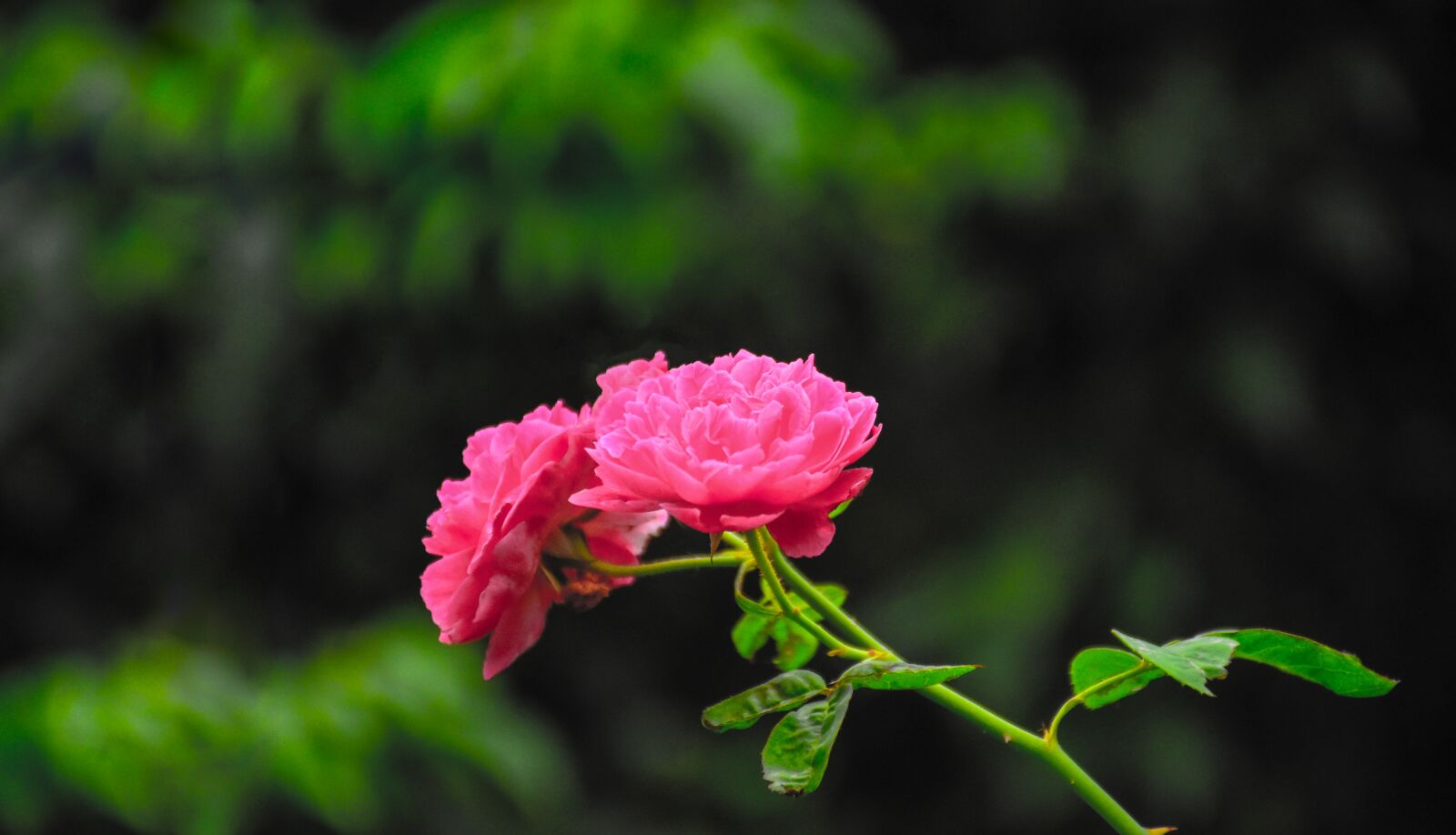 Nikon D7200 sample photo. Rose, pink rose, pink photography