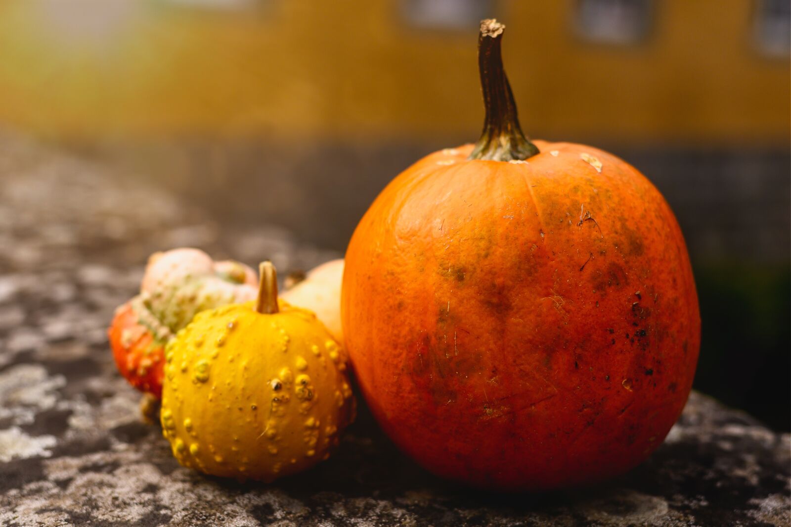 Nikon Z6 sample photo. Autumn, pumpkin, decoration photography