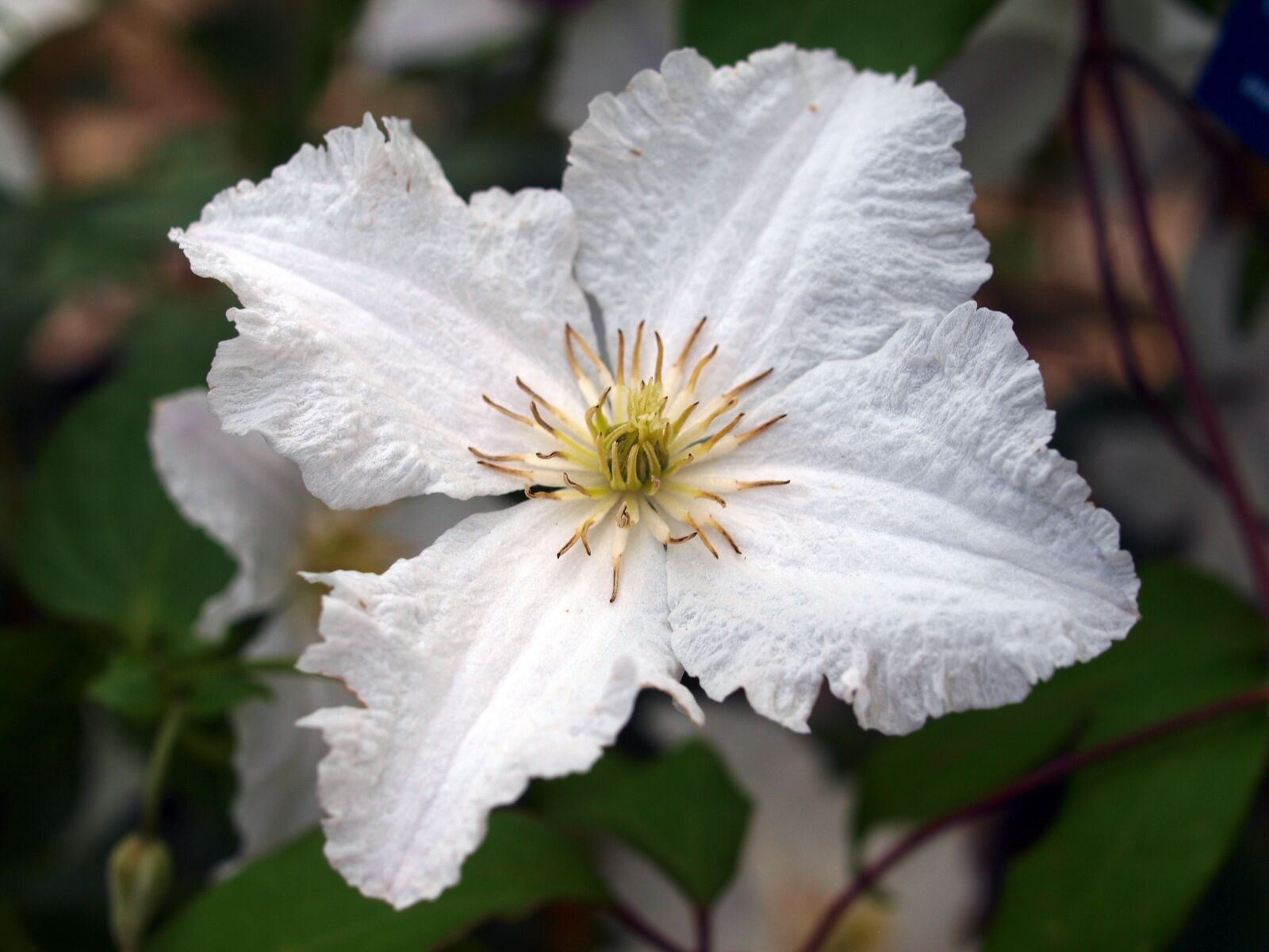 Olympus E-520 (EVOLT E-520) sample photo. Flower, clematis, bloom photography