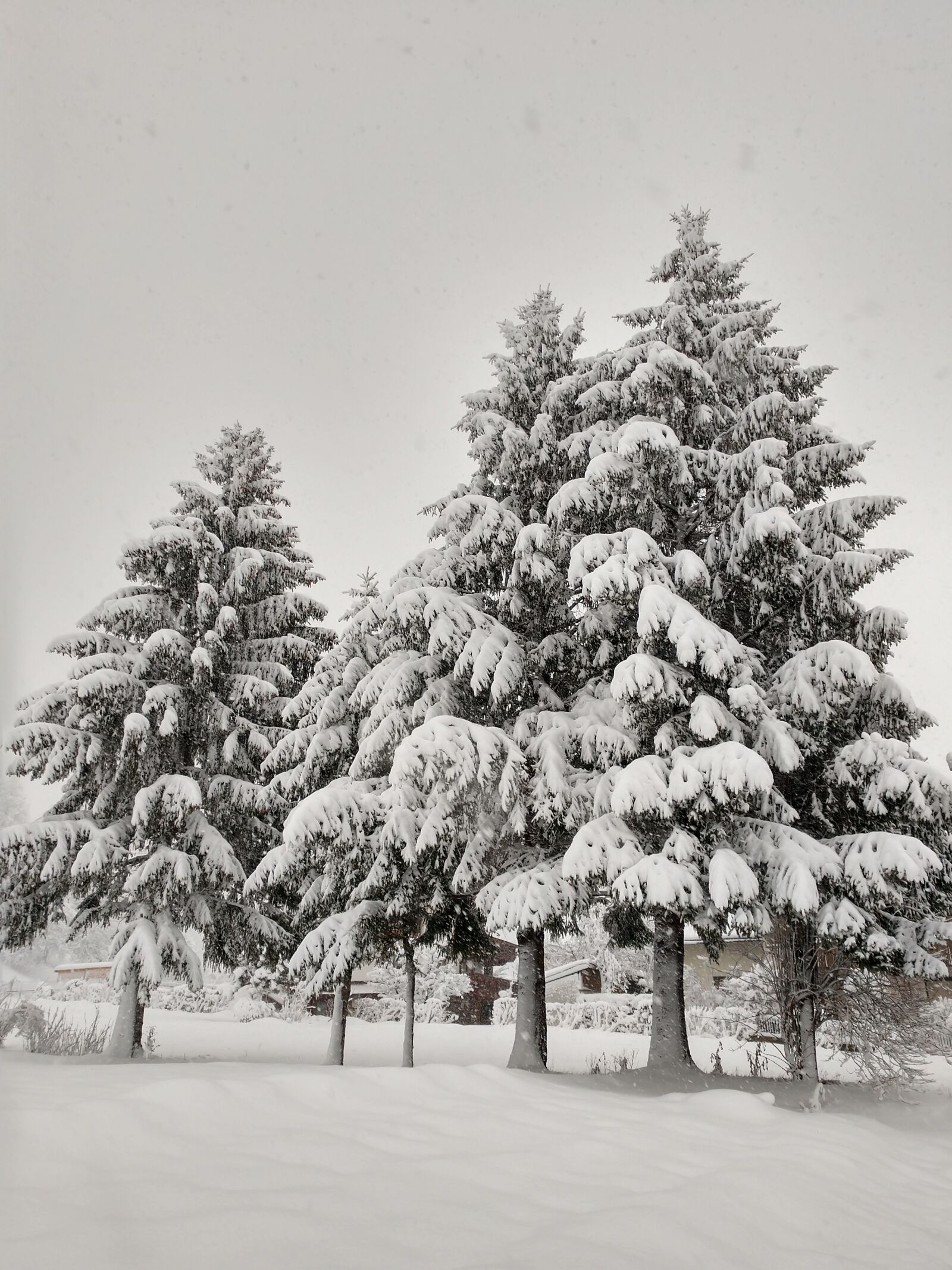 Motorola Moto Z (2) sample photo. Snow, trees, winter photography