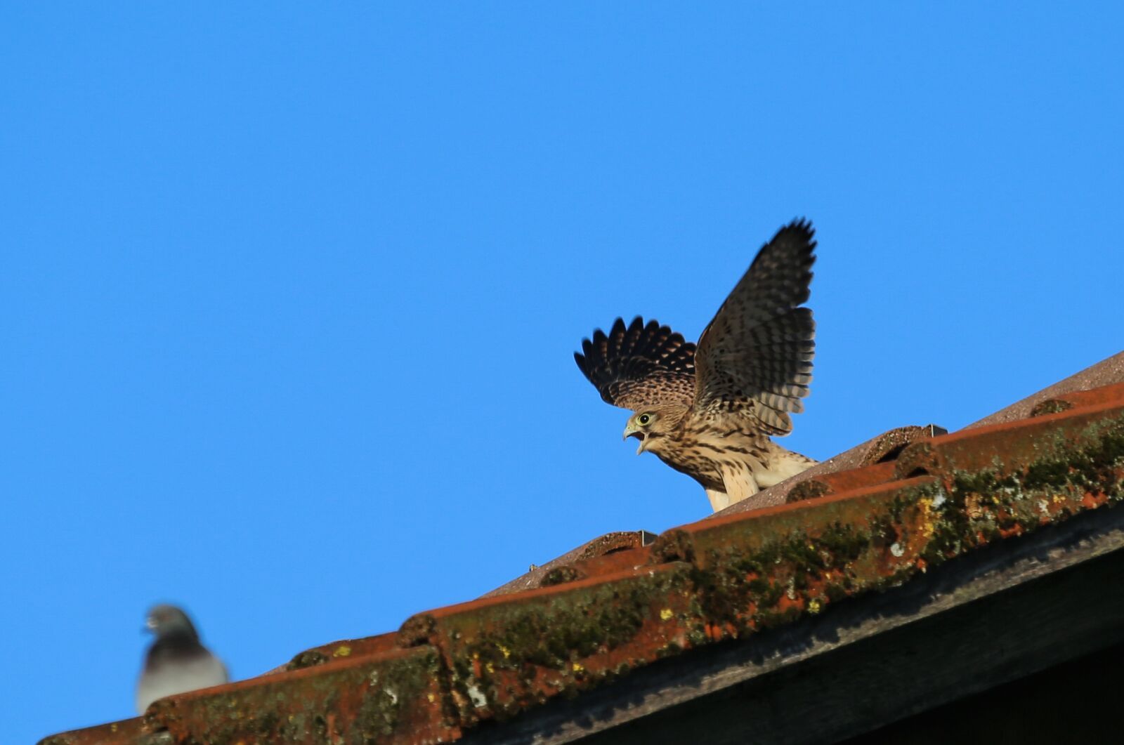 Canon EF 100-400mm F4.5-5.6L IS USM sample photo. Falcon, kestrel, young animal photography