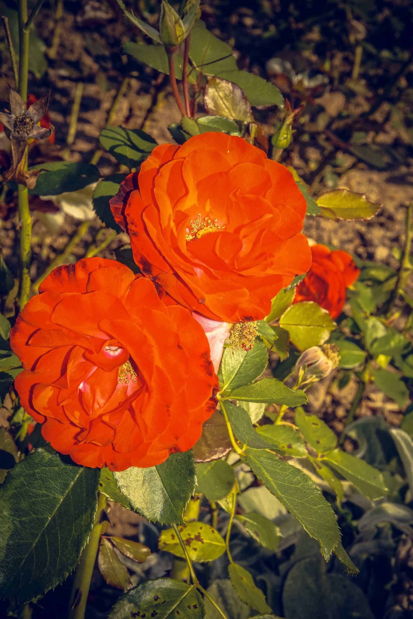 Sony ILCA-77M2 sample photo. Rose, blossom, bloom photography