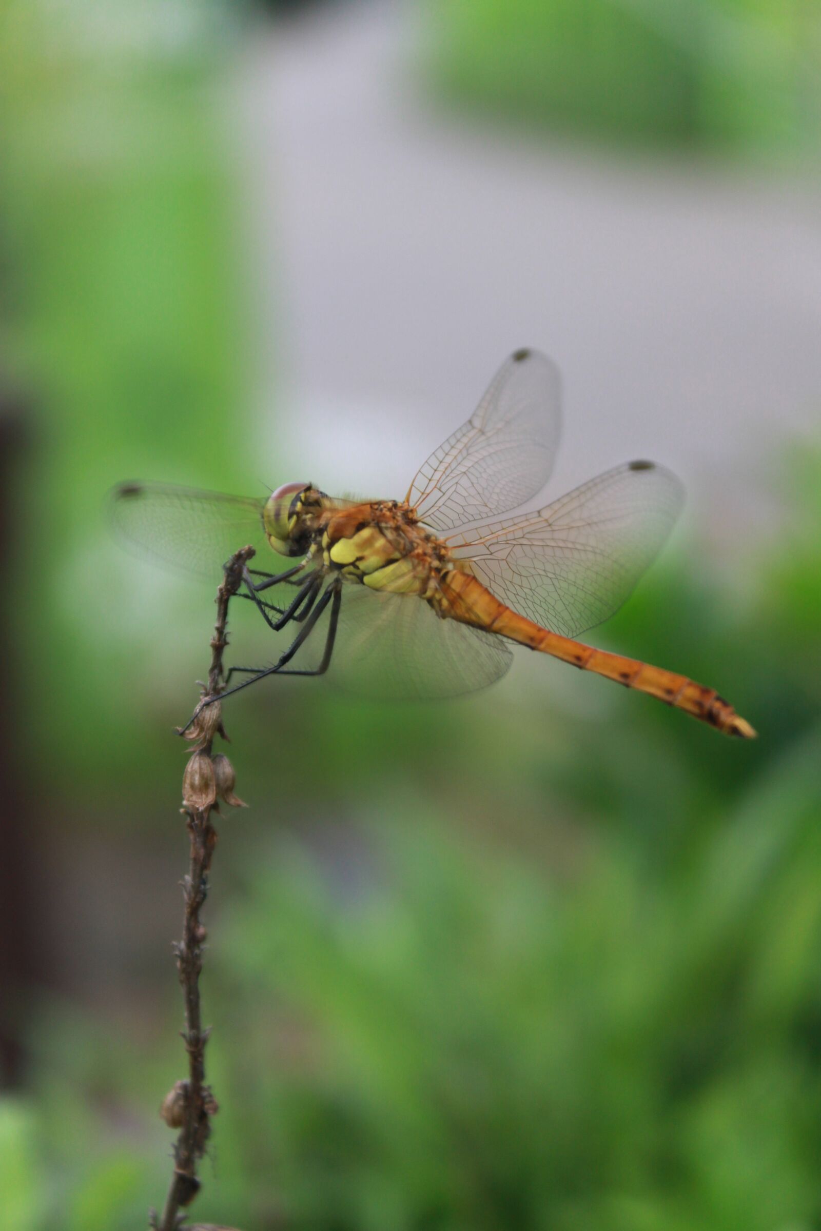 Canon EOS 500D (EOS Rebel T1i / EOS Kiss X3) sample photo. Dragonfly, insects, nature photography