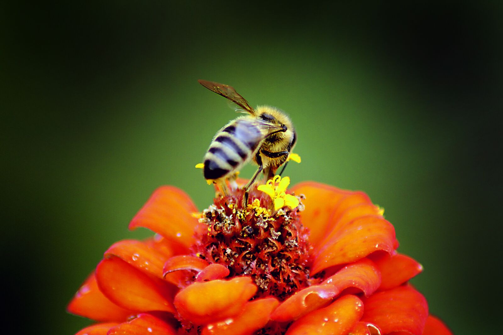 Canon EOS 550D (EOS Rebel T2i / EOS Kiss X4) sample photo. Nature, insect, bee photography