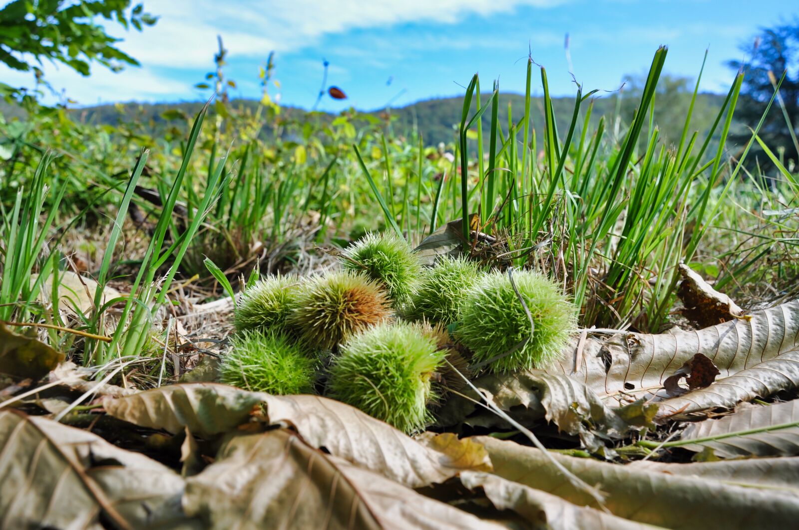 Nikon D90 sample photo. Fall, chestnut, nature photography
