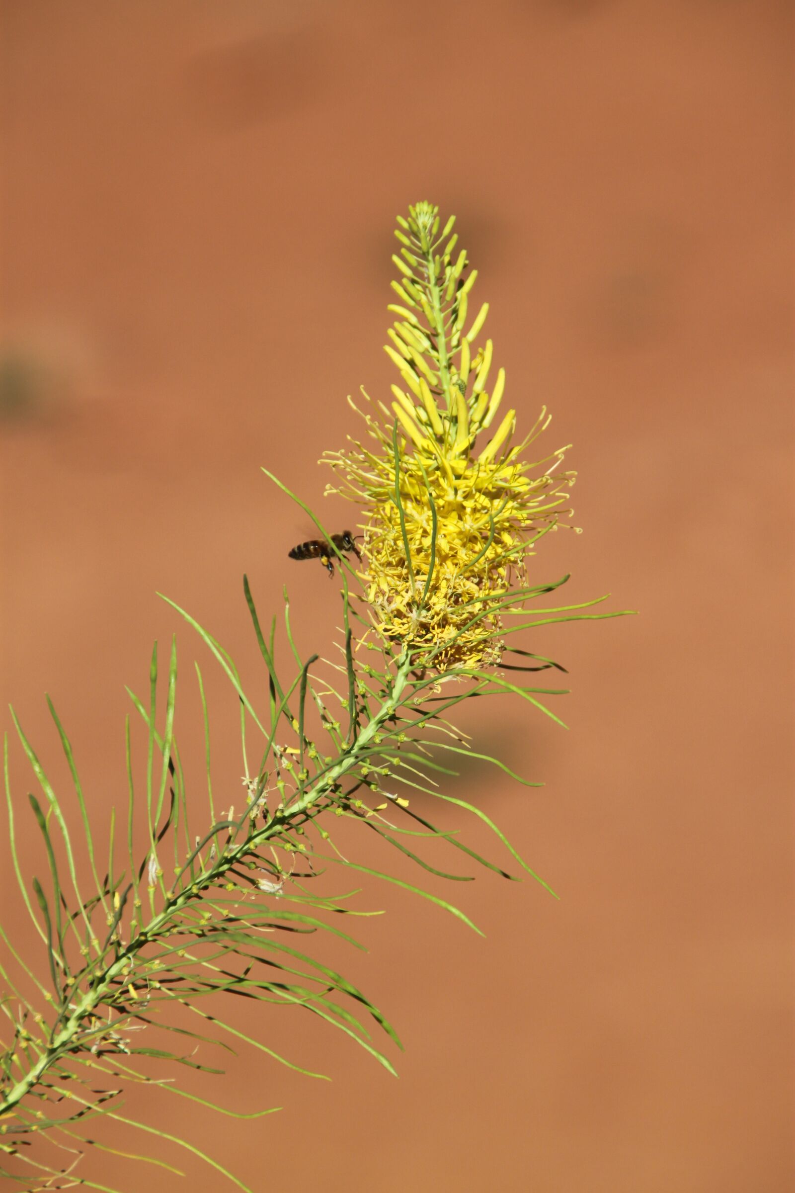 Canon EOS 500D (EOS Rebel T1i / EOS Kiss X3) sample photo. Arches, bees, natural photography