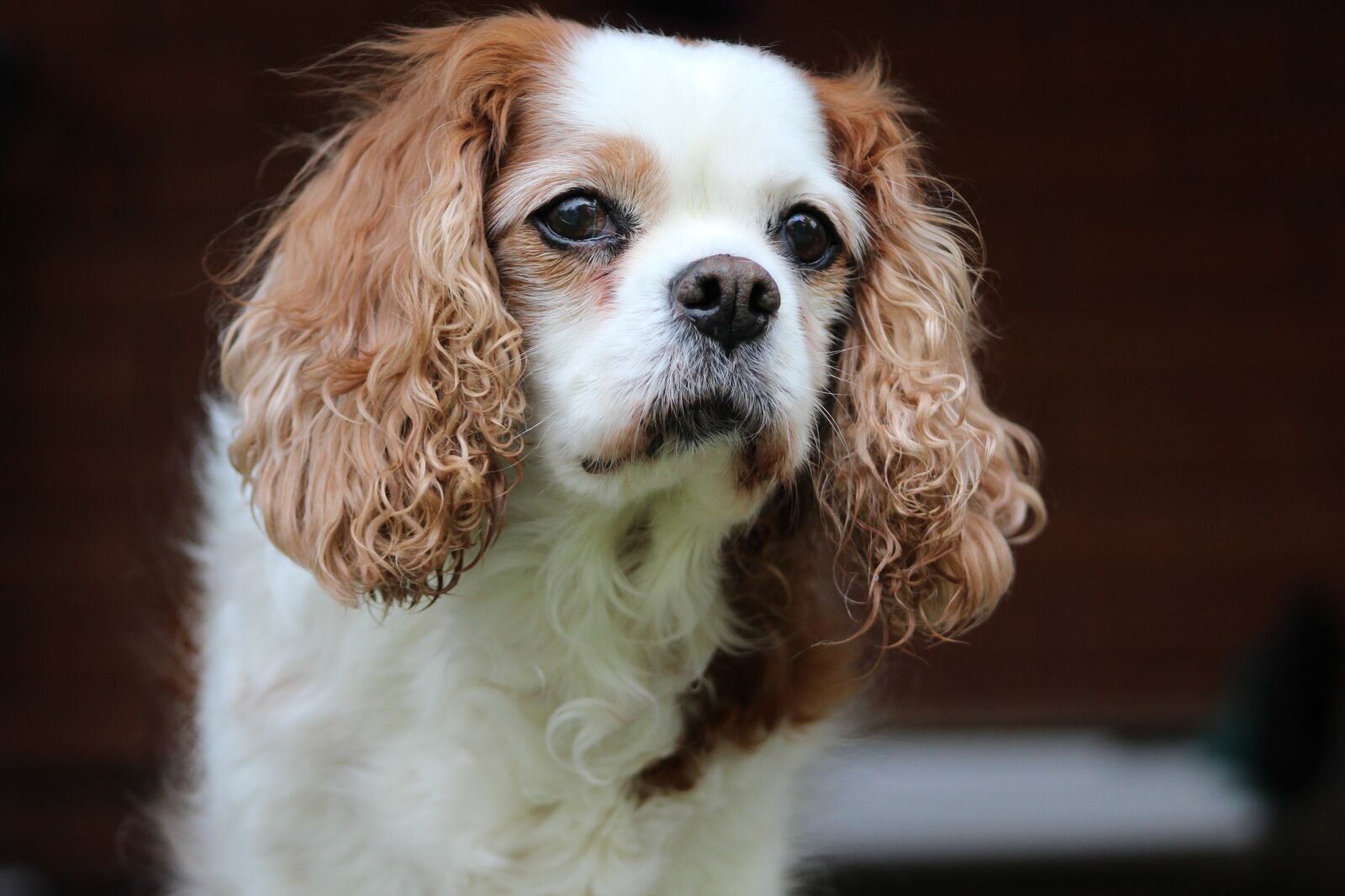 Canon EF 75-300mm f/4-5.6 sample photo. King charles, cavalier, pet photography