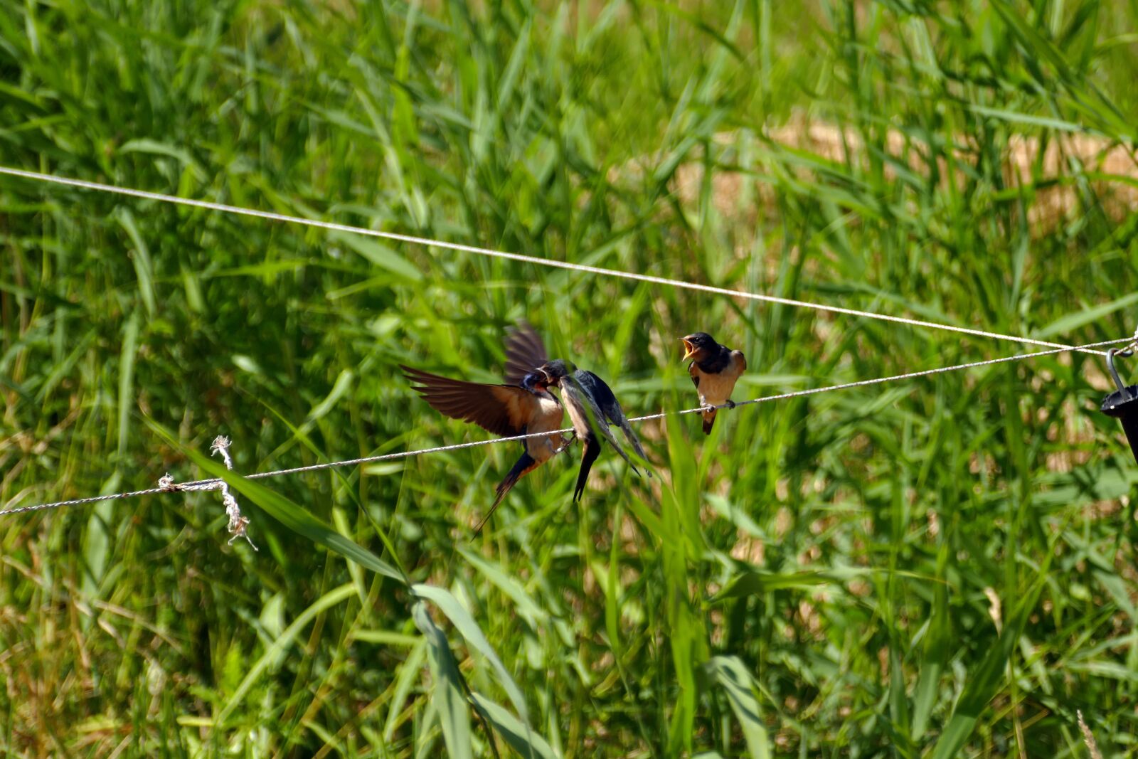 Panasonic Lumix DMC-FZ1000 sample photo. Swallow, bird, fauna photography