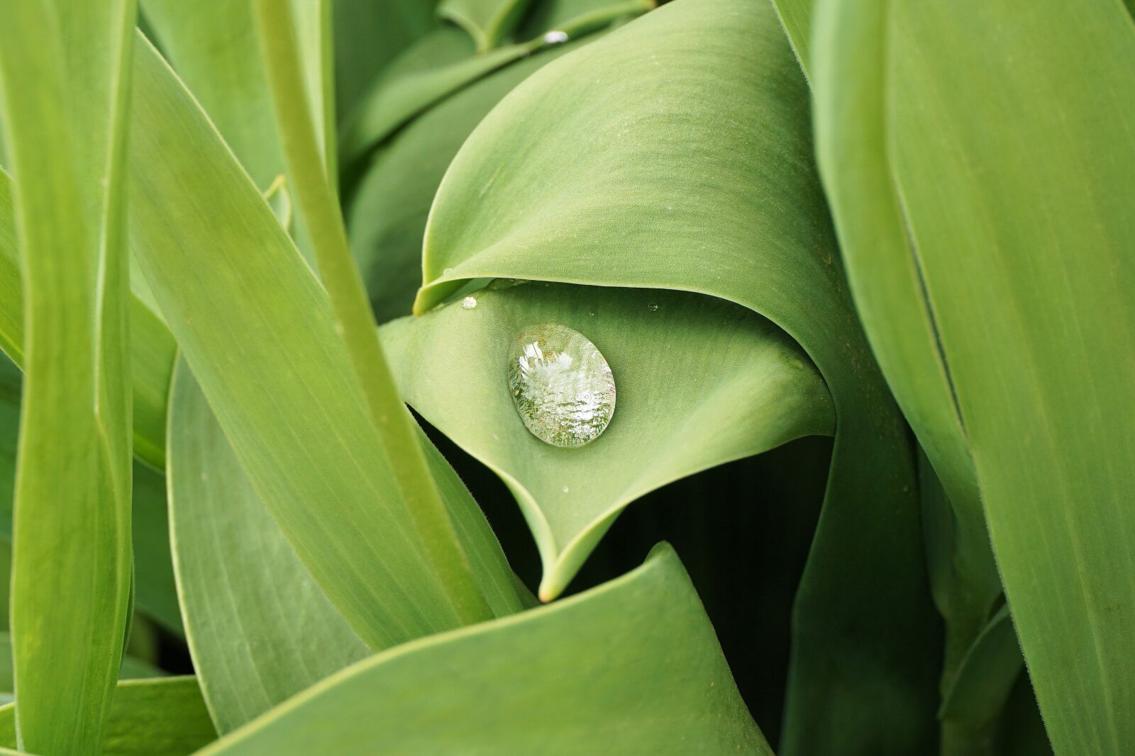 Sony a6000 sample photo. Drop of water, dew photography