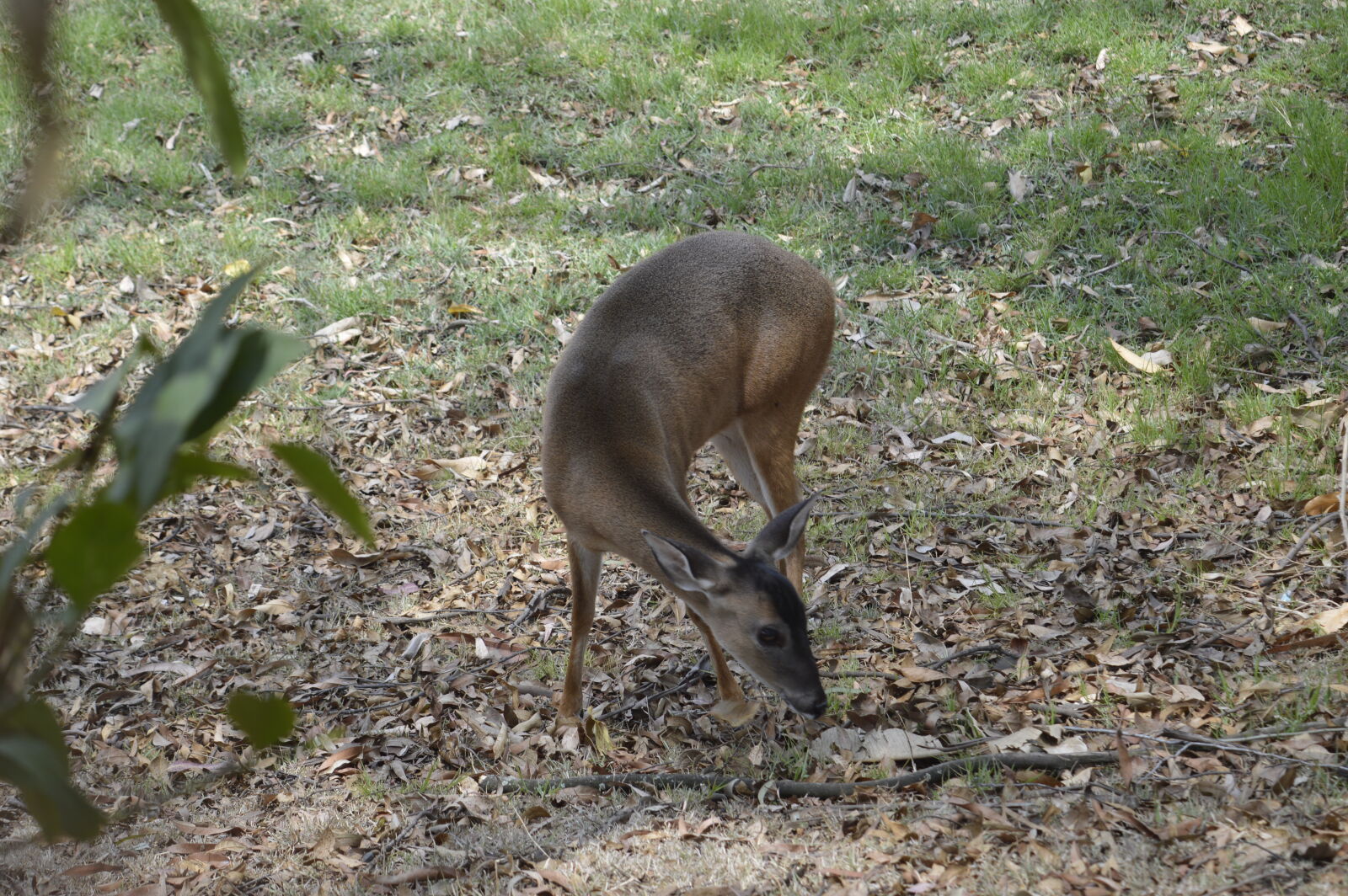 Nikon D3200 sample photo. Venado photography