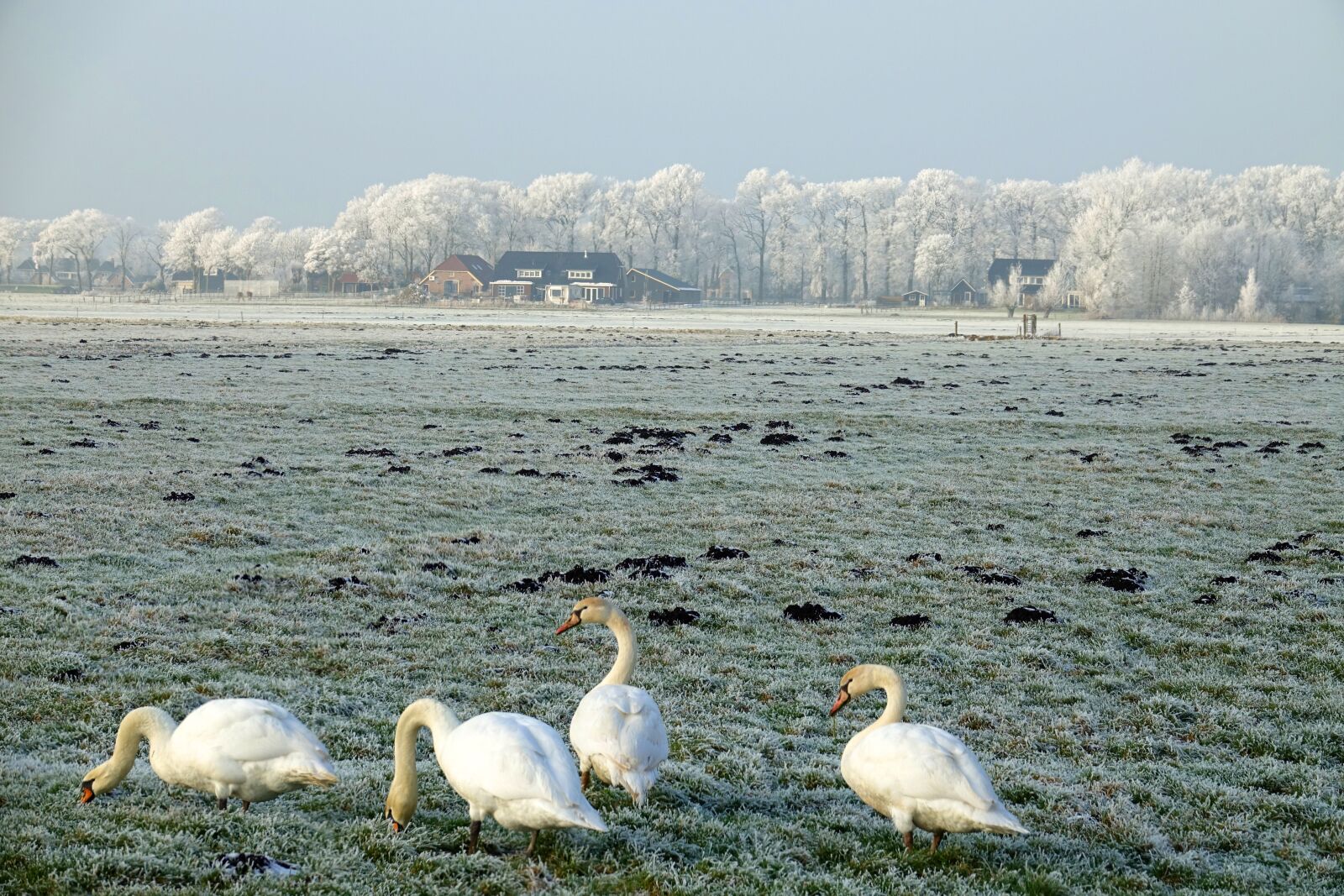Sony Cyber-shot DSC-RX10 III sample photo. Swans, winter, snow photography