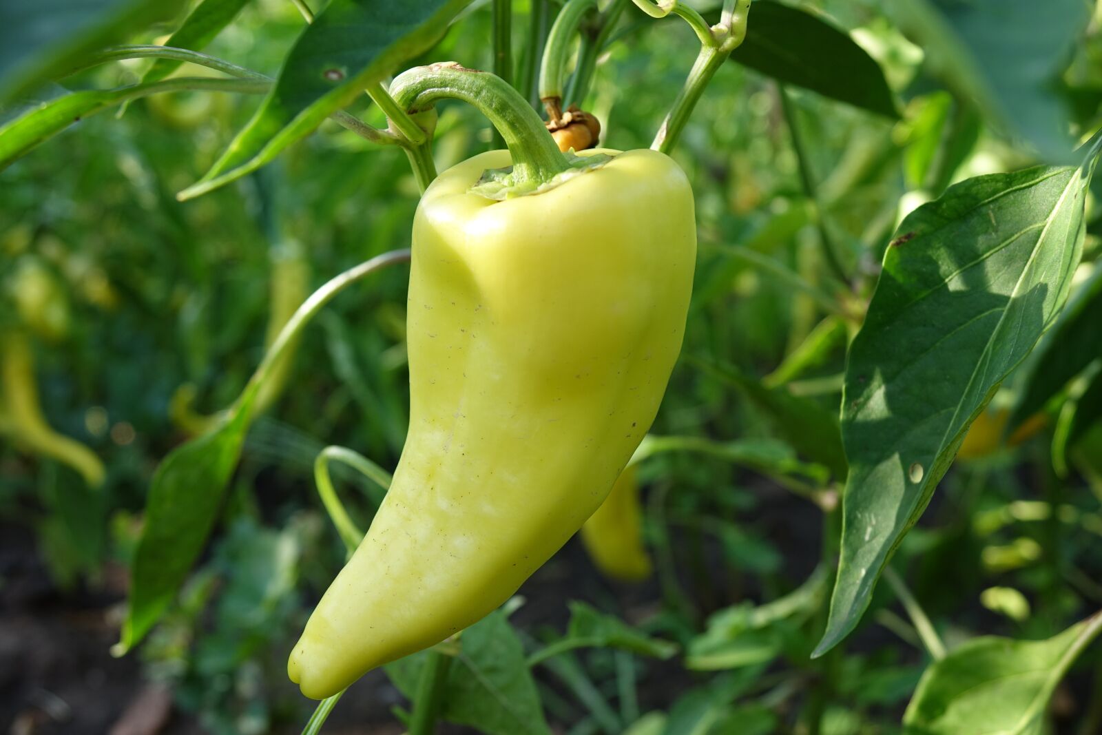 Sony Cyber-shot DSC-RX10 sample photo. Green pepper, garden, organic photography