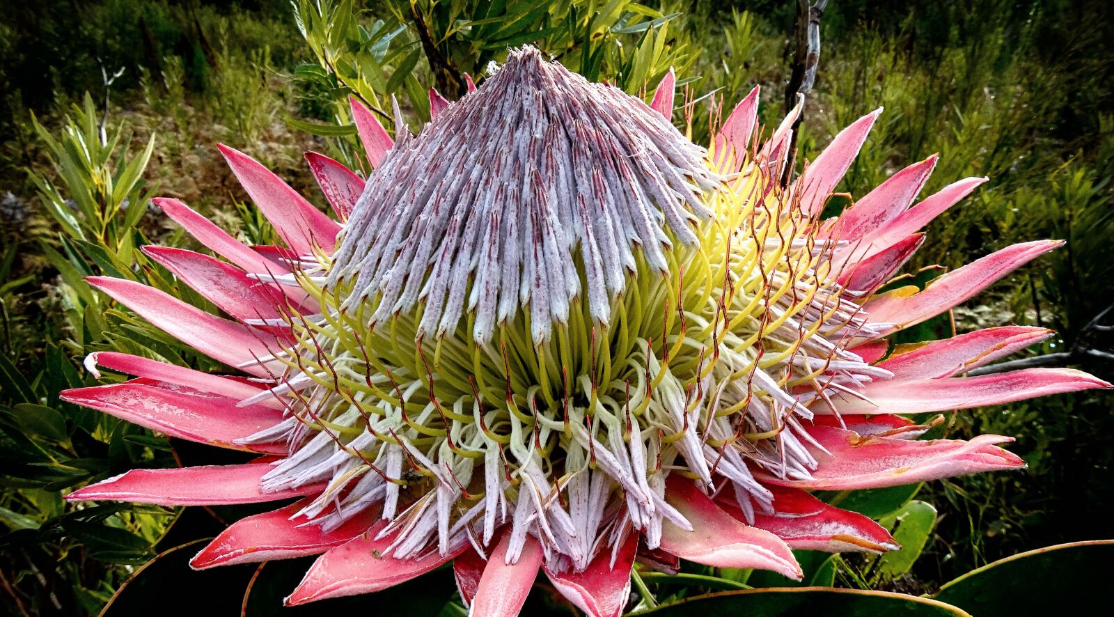 Sony Cyber-shot DSC-HX300 sample photo. Protea, king protea, flower photography