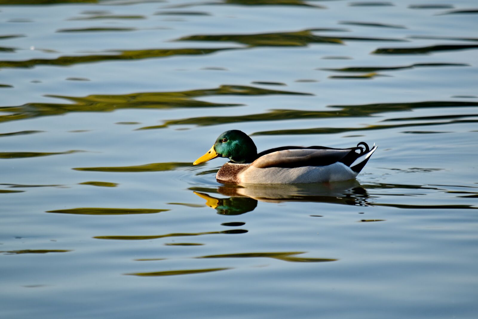Nikon D5500 sample photo. Aquatic bird, beautiful photo photography