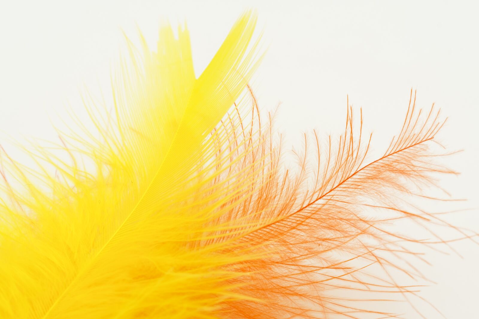 Fujifilm X-T2 + Fujifilm XF 80mm F2.8 R LM OIS WR Macro sample photo. Feather, bird feather, down photography