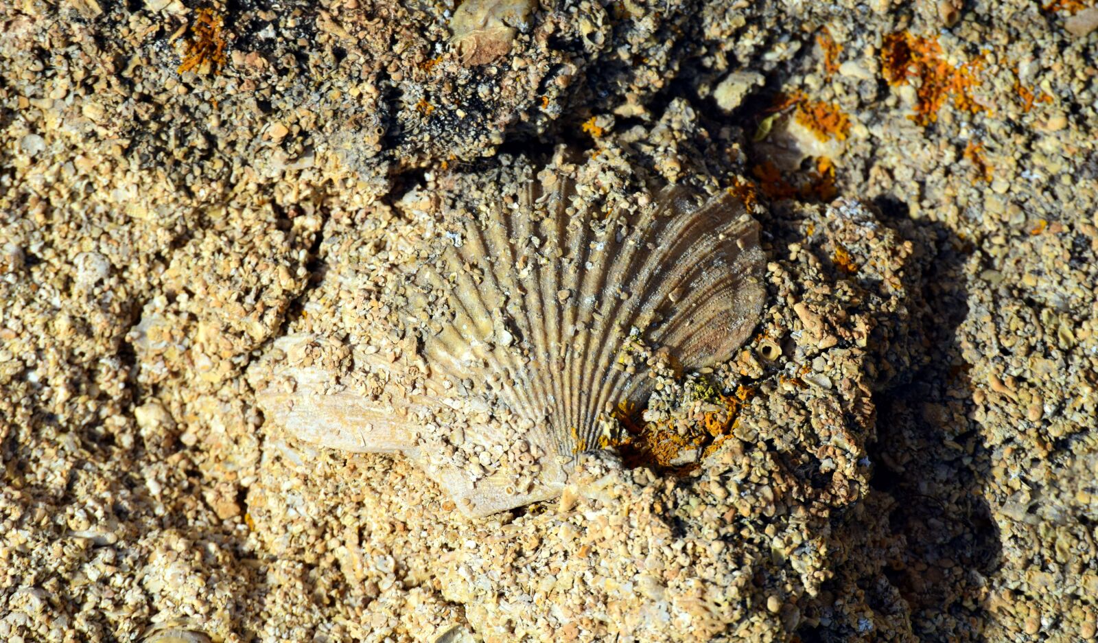 Nikon D3300 sample photo. Shell, scallop, sand photography