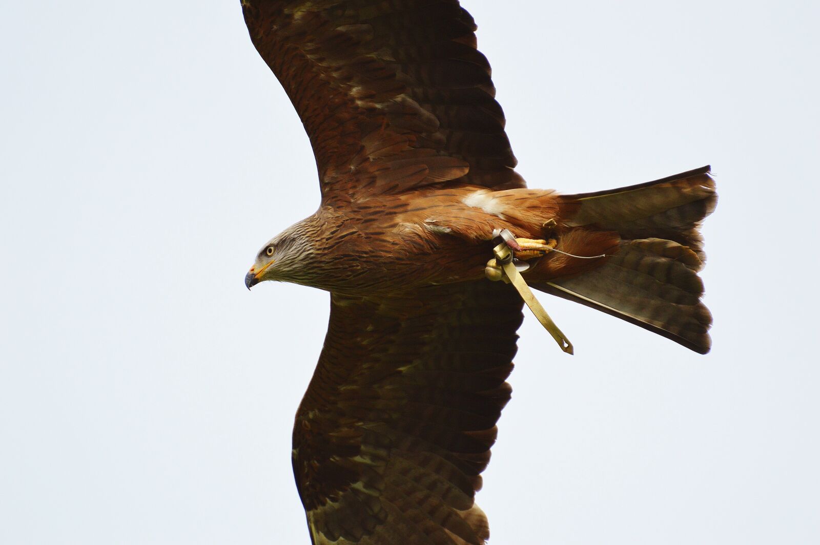 Nikon D3200 sample photo. Red kite, milvus milvus photography