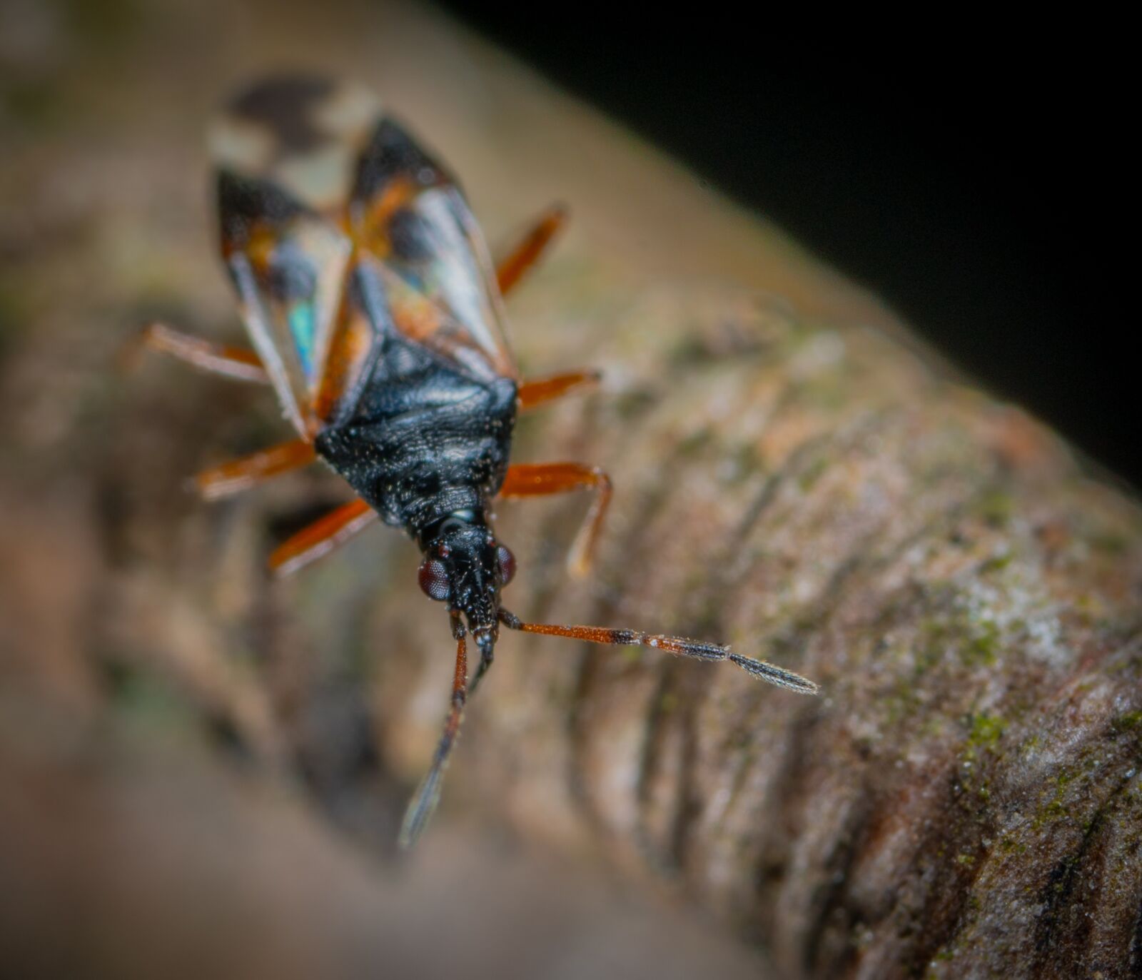 Sony a7R II sample photo. Insect, nature, bespozvonochnoe photography