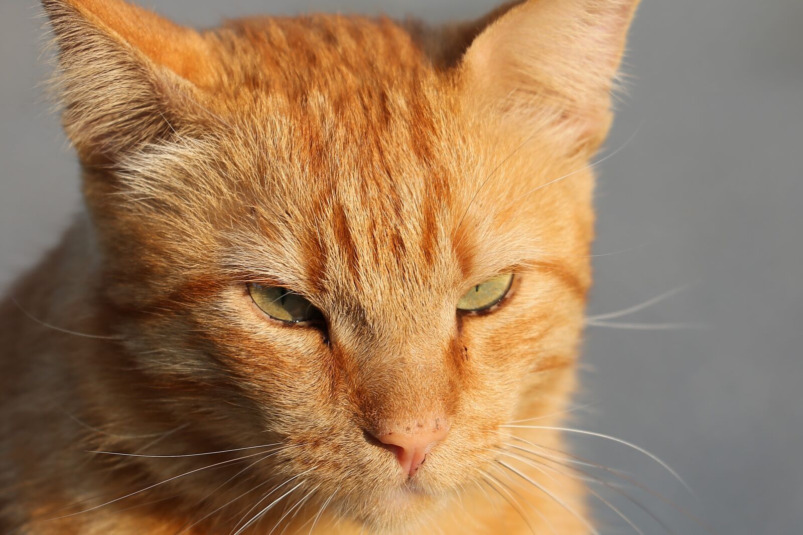 Canon EOS 6D + Canon EF 70-300 F4-5.6 IS II USM sample photo. Cat, animal, pet photography