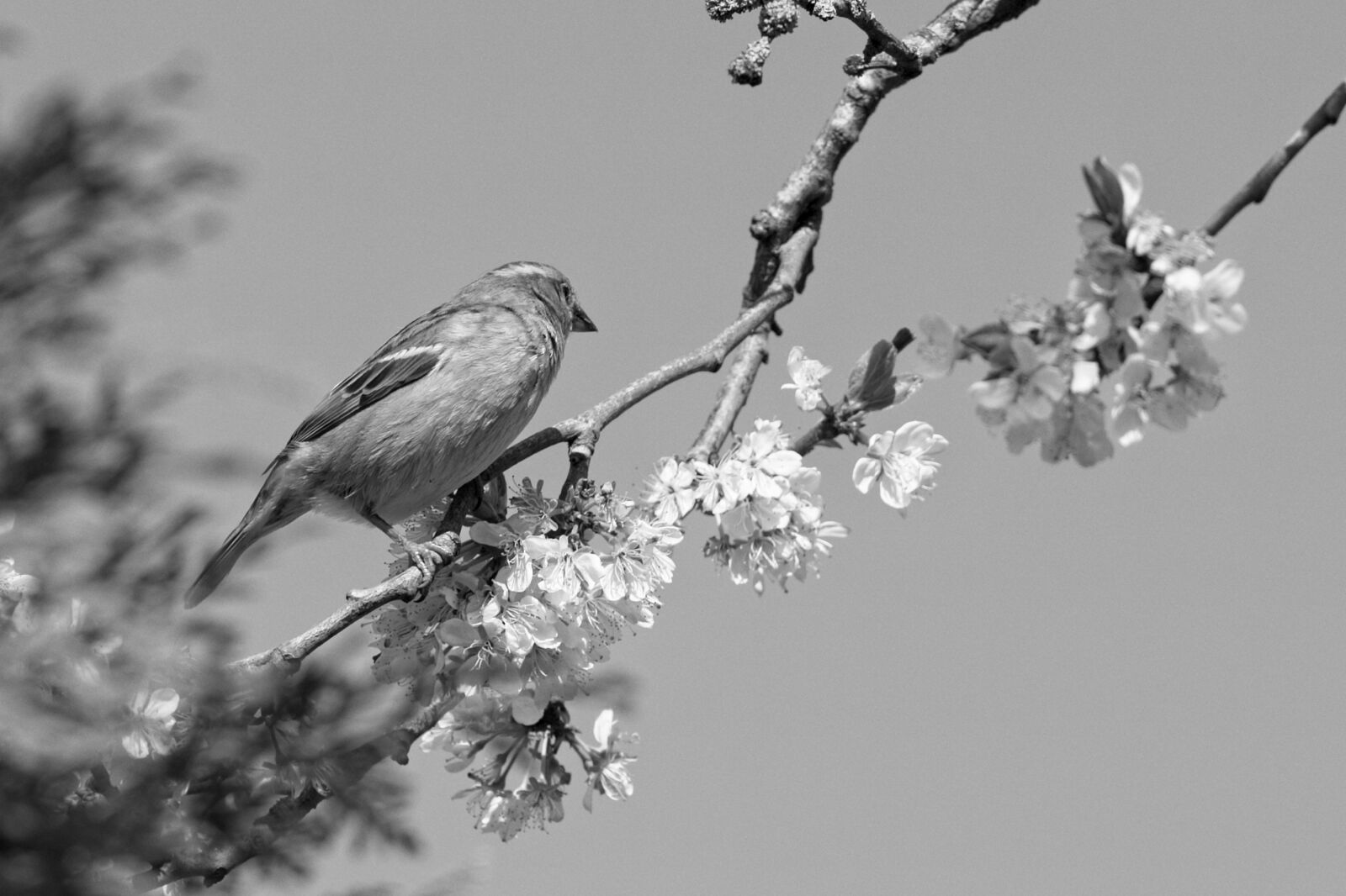 Canon EOS R sample photo. Mus, spring, bird photography