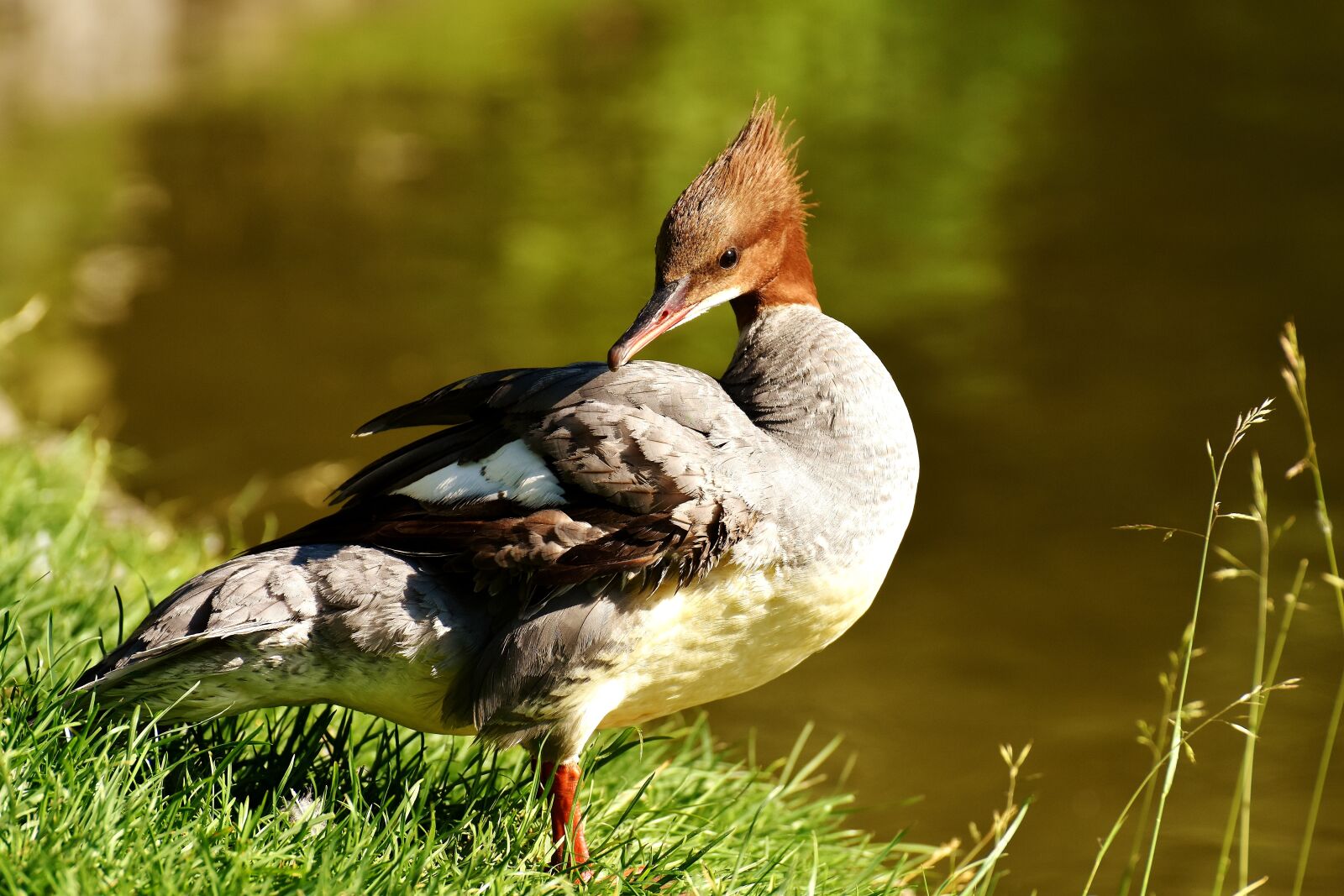 Nikon D7200 sample photo. Merganser, mergus merganser, duck photography