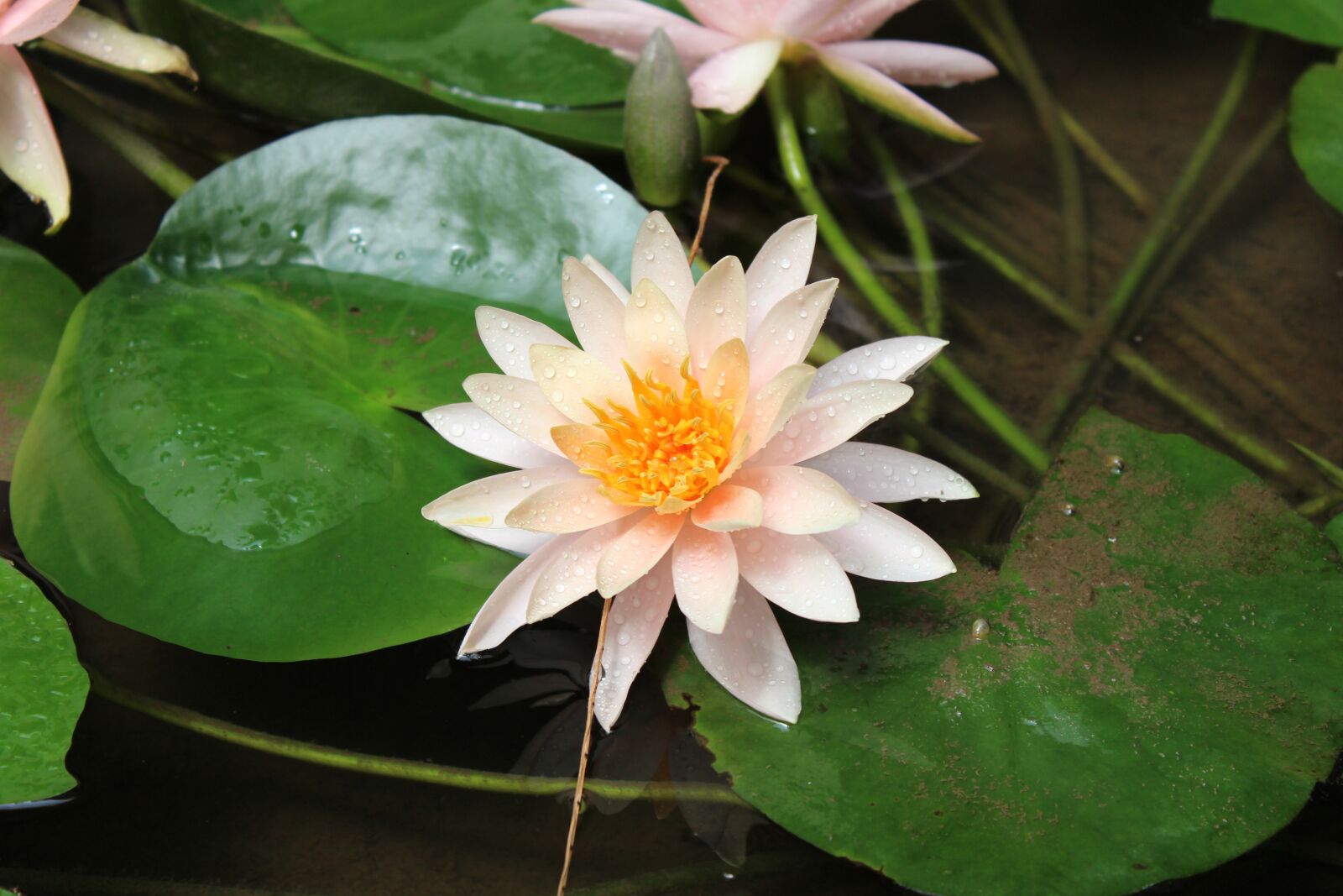 Canon EOS 600D (Rebel EOS T3i / EOS Kiss X5) sample photo. Nature, flower, spring photography