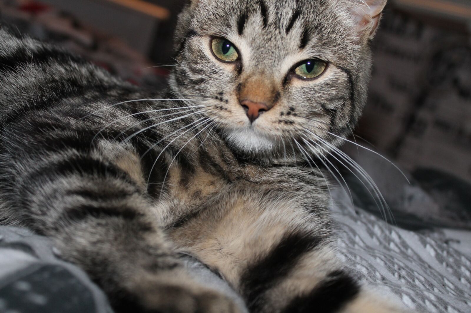 Canon EOS 1100D (EOS Rebel T3 / EOS Kiss X50) sample photo. Maja, kitten, tired photography