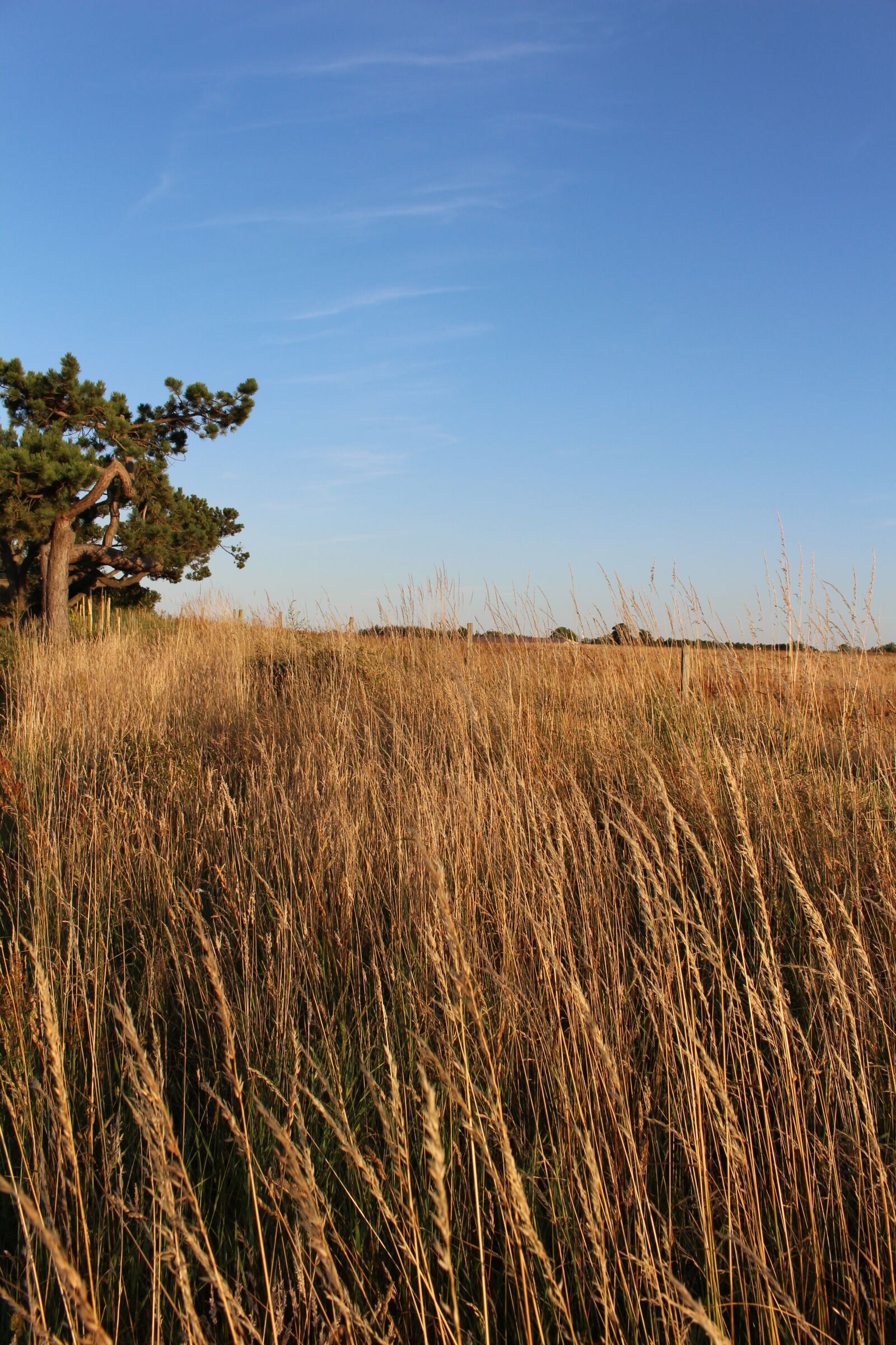 Canon EOS 700D (EOS Rebel T5i / EOS Kiss X7i) sample photo. Field, grain, cereals photography