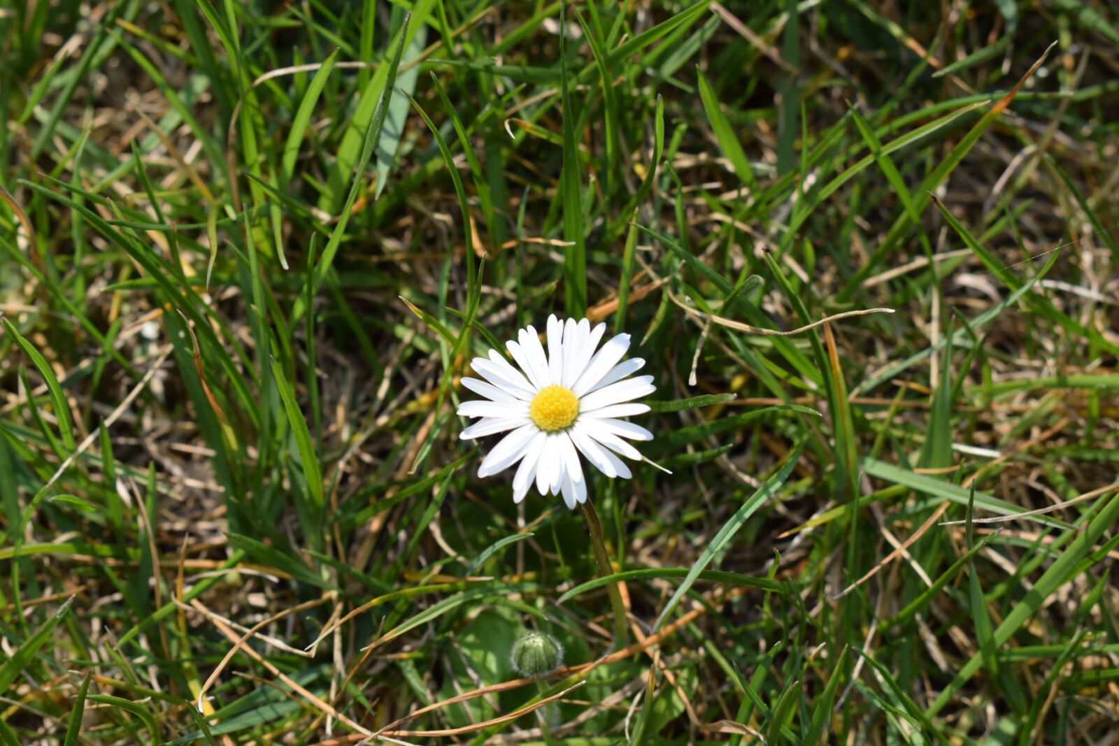 Nikon D3300 sample photo. Margaret, flower, white flower photography