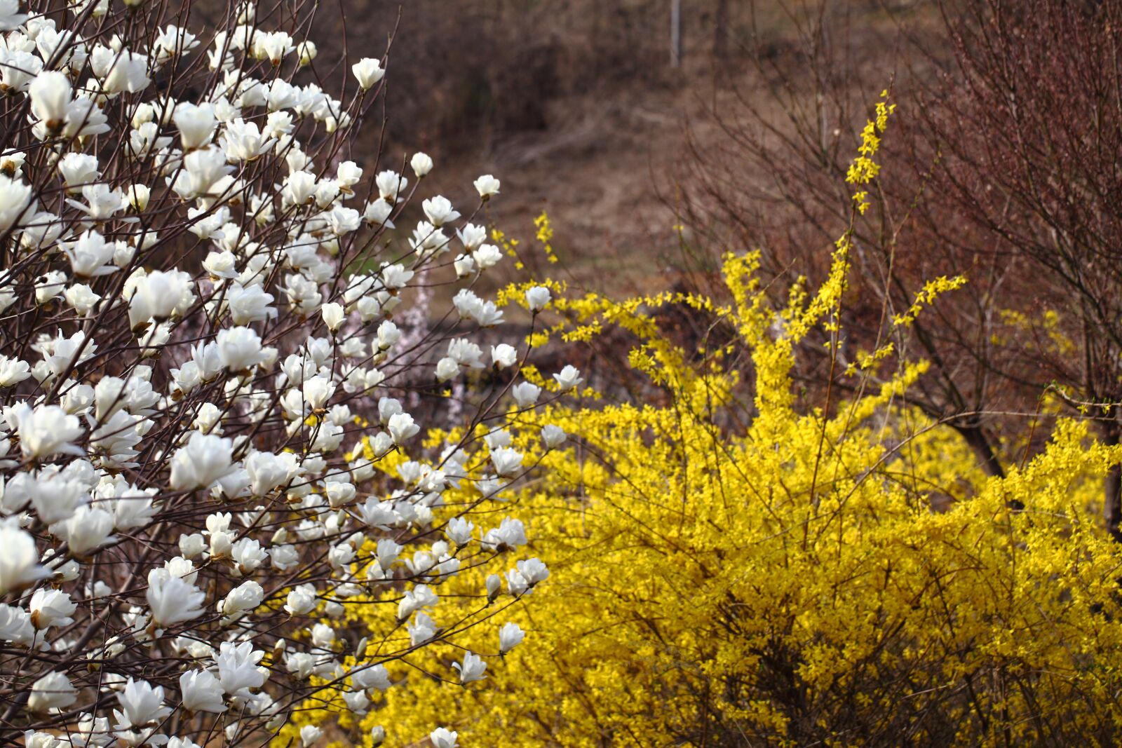 Canon EOS 5D Mark II sample photo. Flowers, season, nature photography