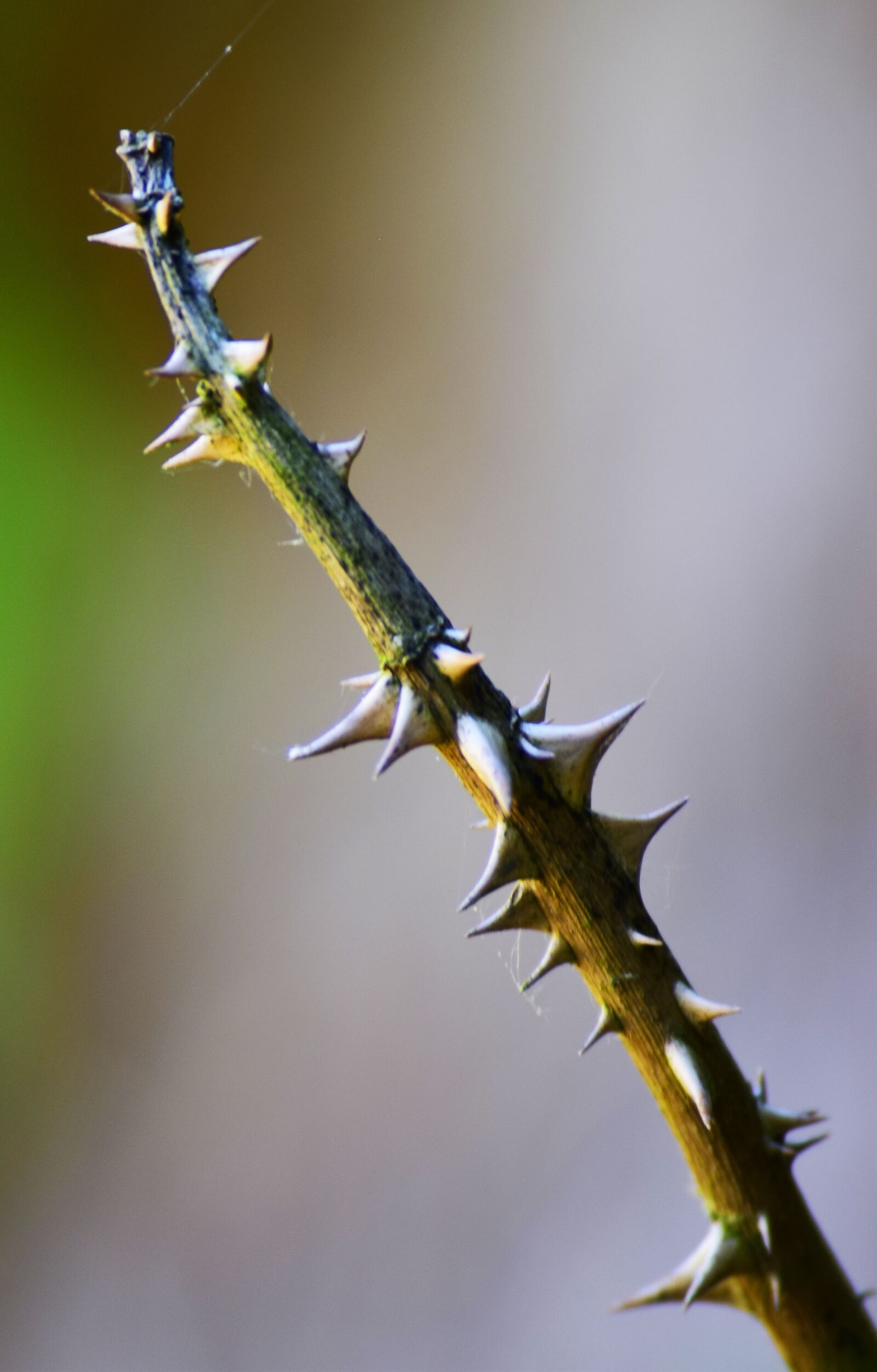 Nikon D5300 sample photo. Rose, thorns, pointed photography