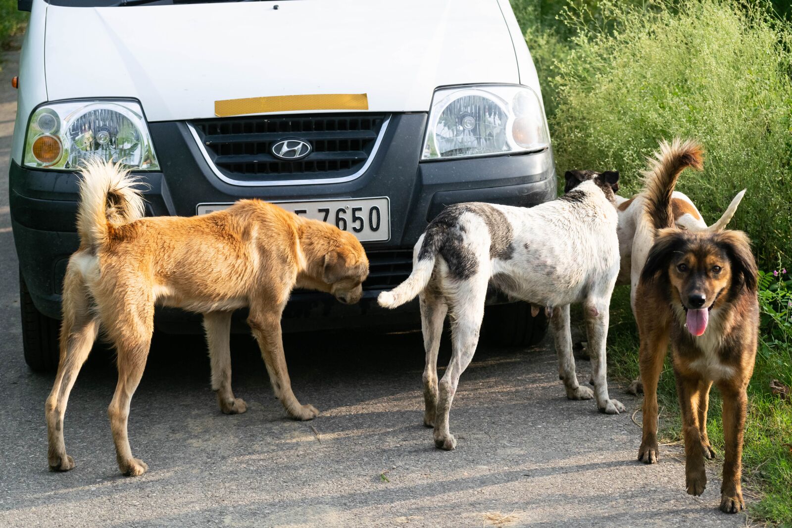 Nikon D3300 sample photo. Stray dogs, dogs, puppy photography