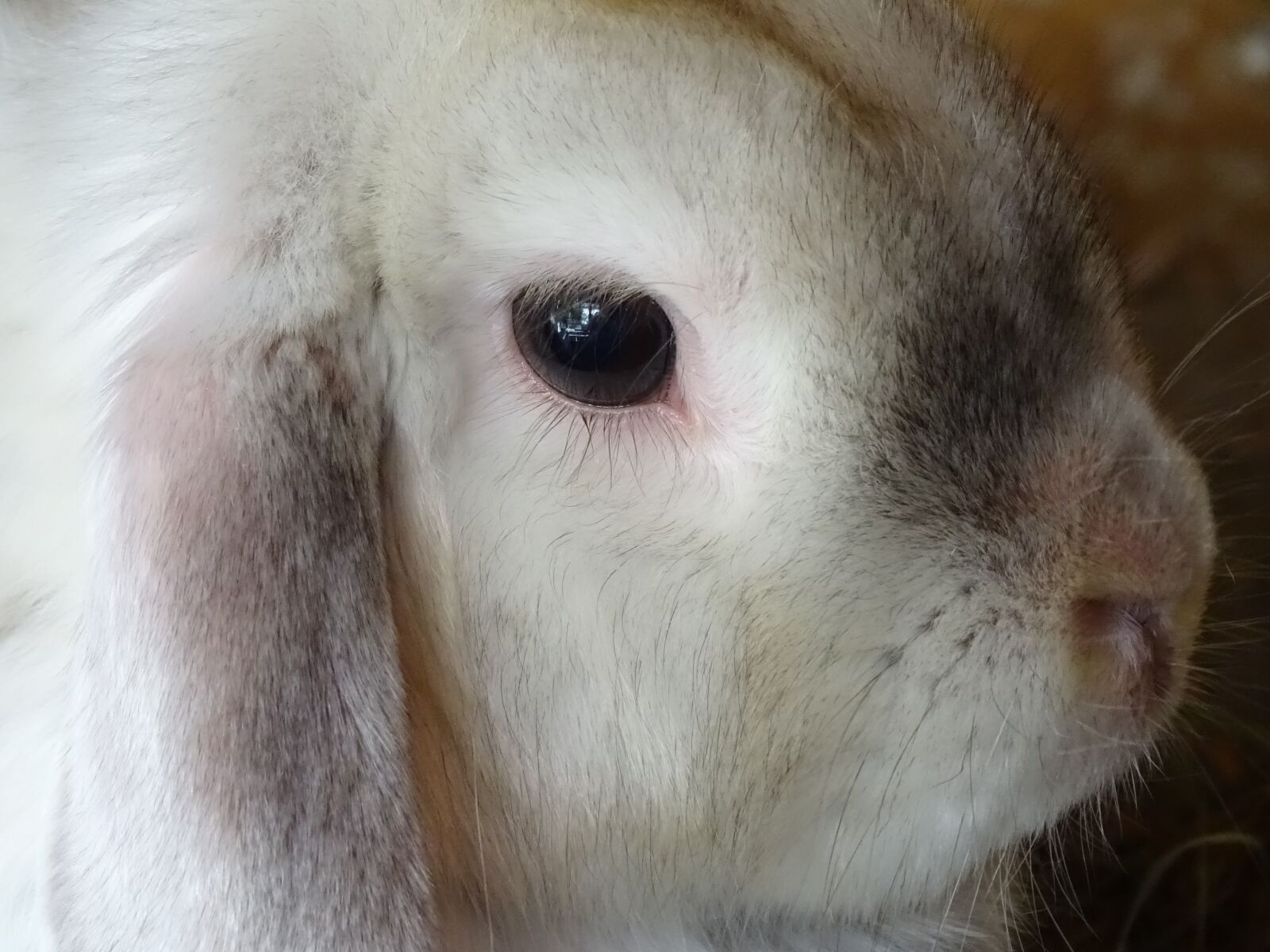 Sony Cyber-shot DSC-HX350 sample photo. Dwarf aries chinchilla-white, hare photography